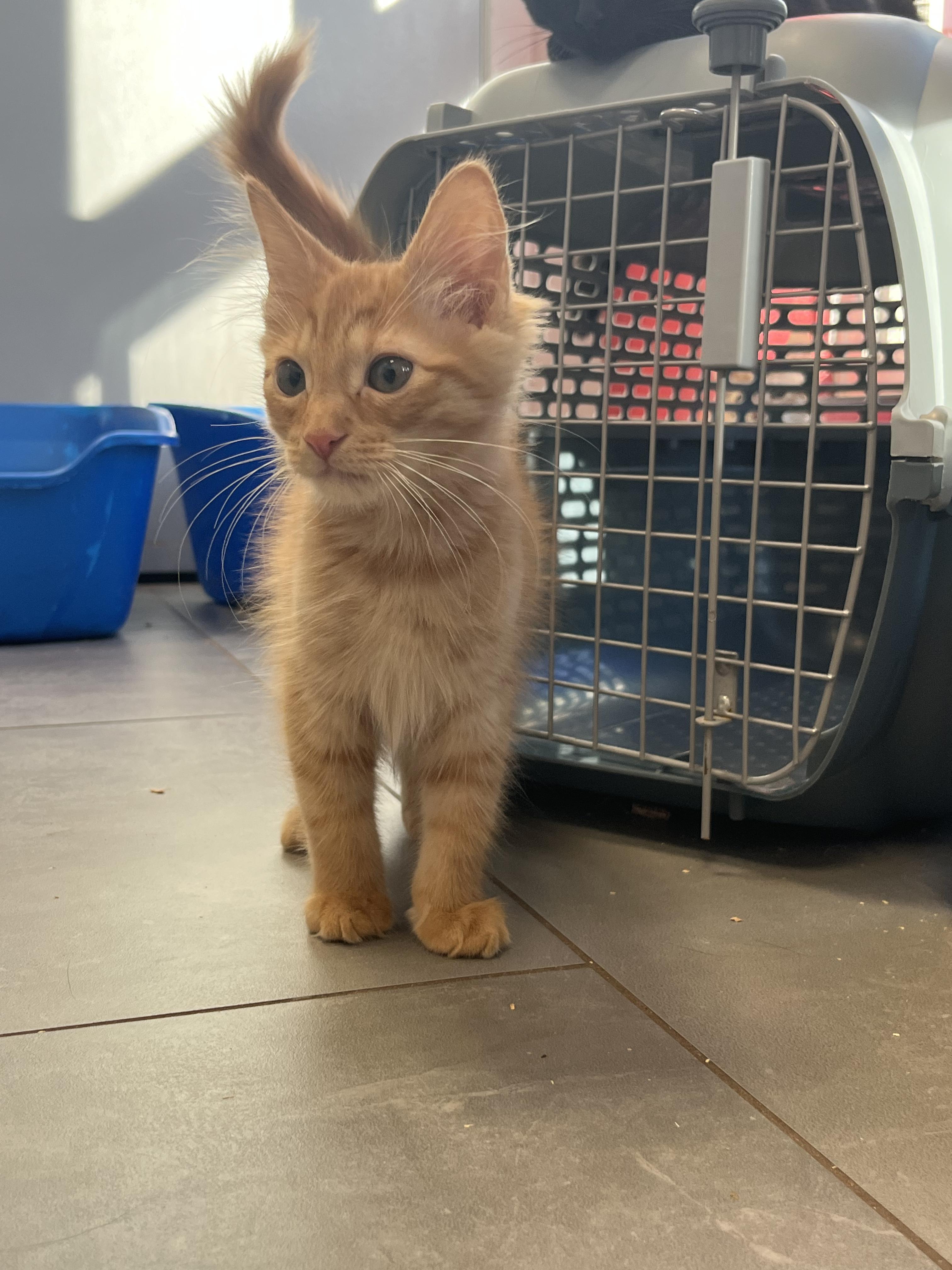 Enlarge Frodo, a Adopted Domestic Short Hair in North Haven, CT image 2/6