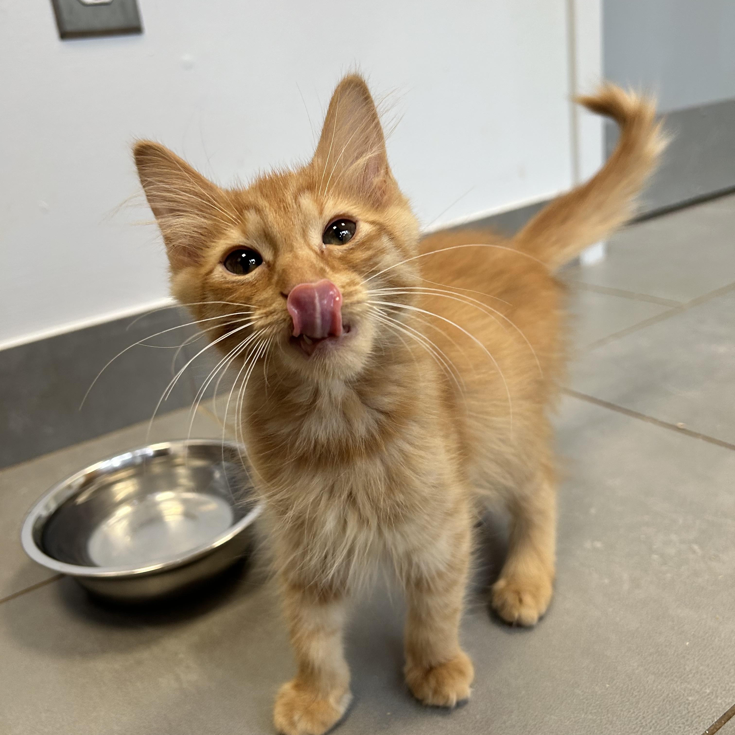Enlarge Frodo, a Adopted Domestic Short Hair in North Haven, CT image 4/6