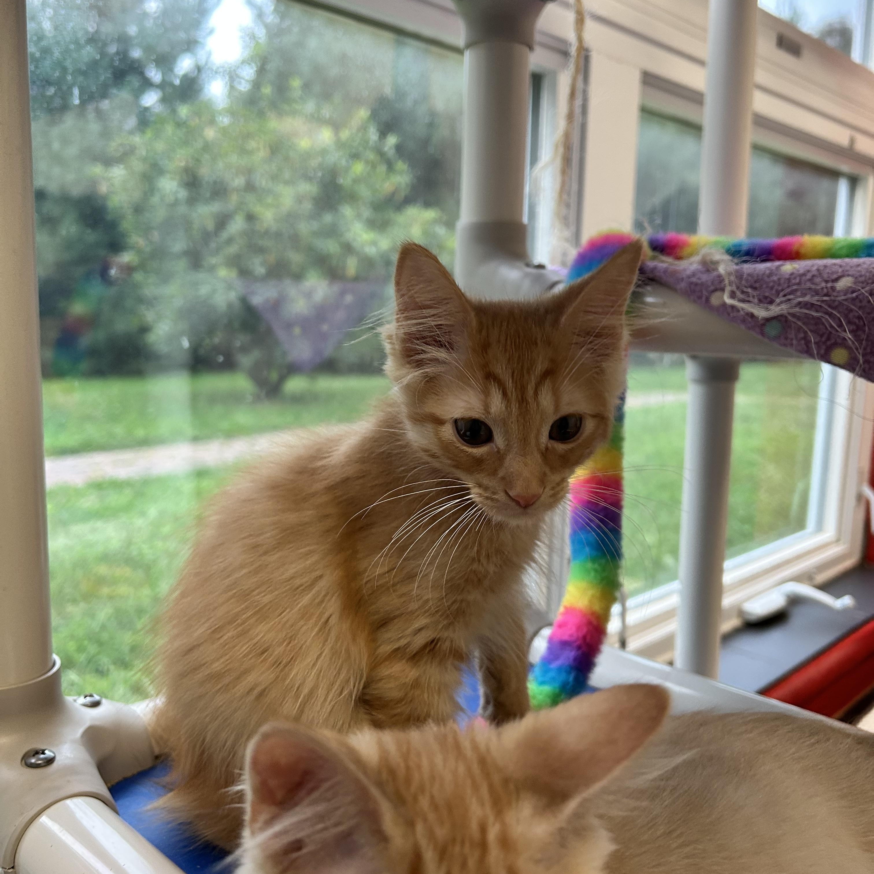 Enlarge Frodo, a Adopted Domestic Short Hair in North Haven, CT image 6/6