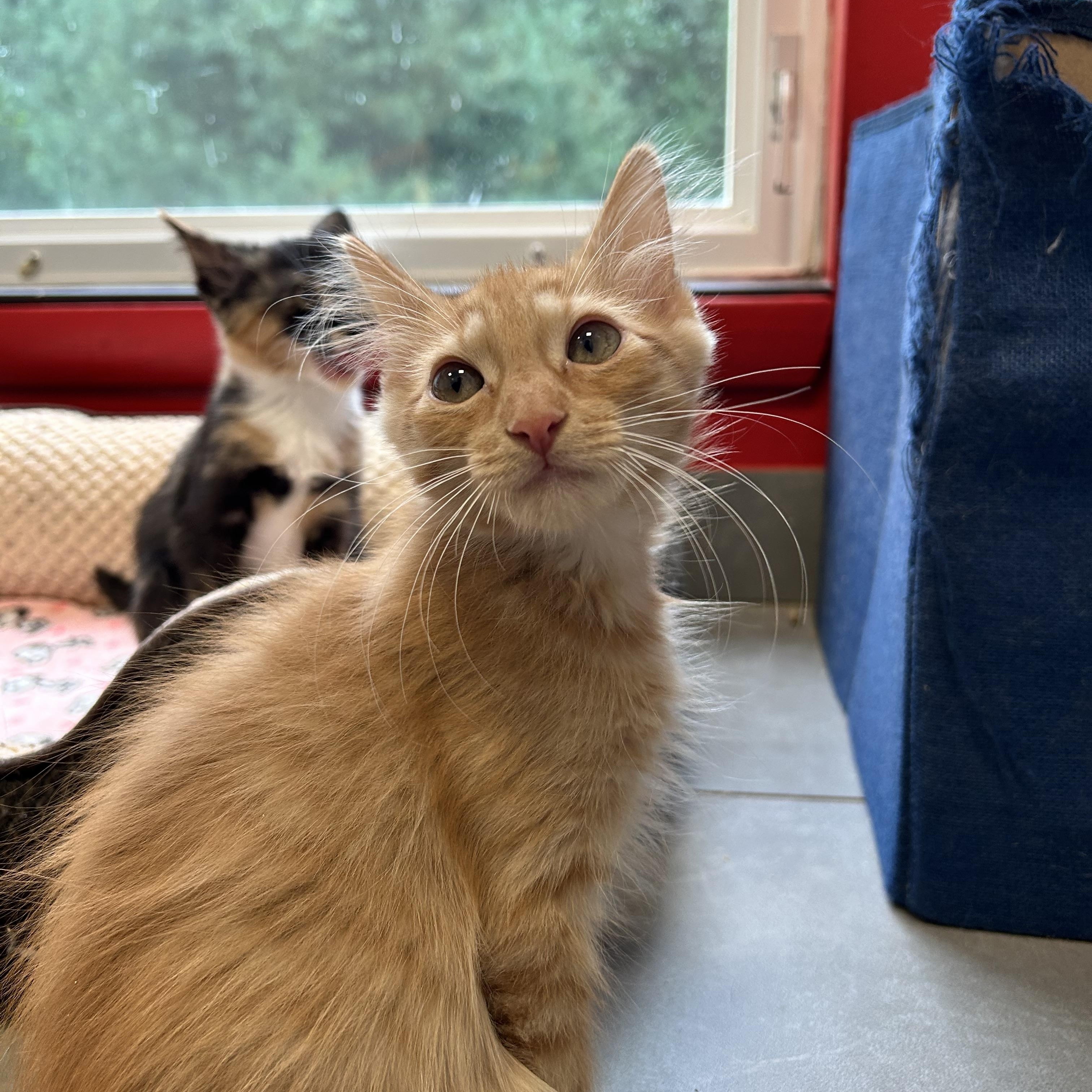 Enlarge Frodo, a Adopted Domestic Short Hair in North Haven, CT image 5/6