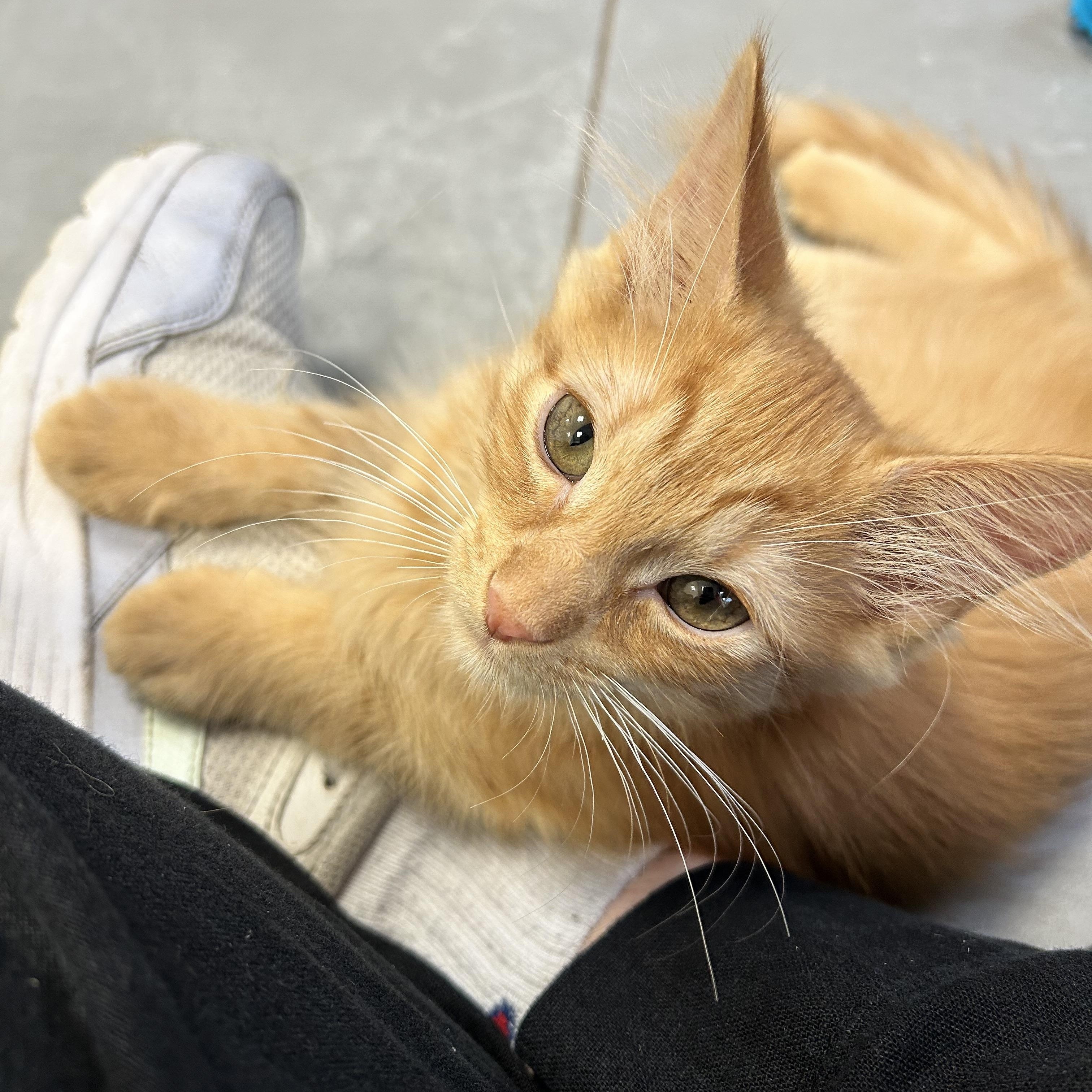 Frodo, Adopted, Kitten Male Domestic Short Hair.