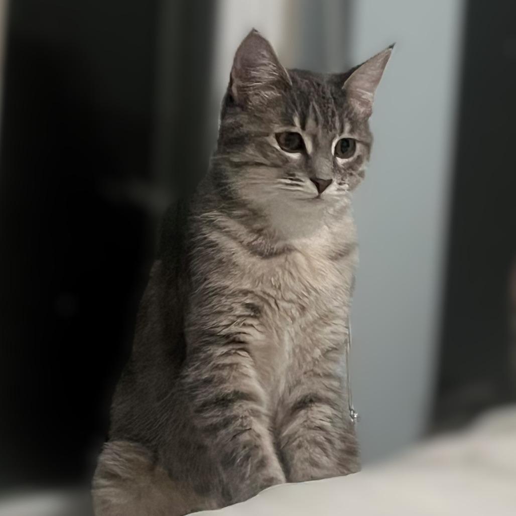 Macy, Adoptable, Young Female Domestic Short Hair.