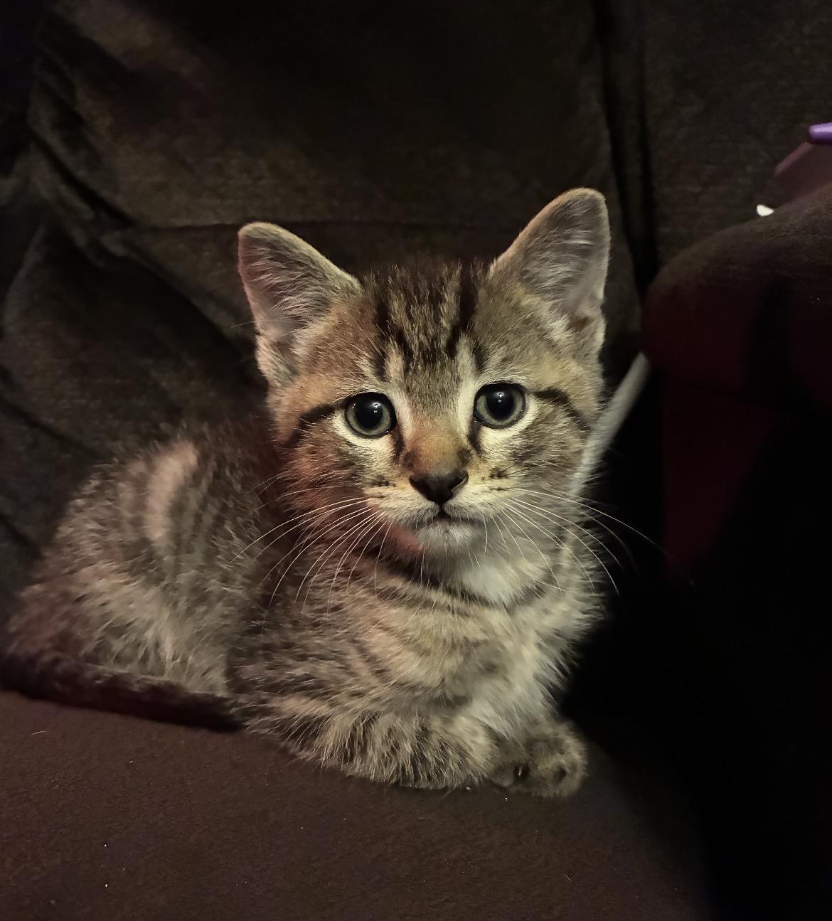 Enlarge Apollo, a ADOPTABLE Domestic Short Hair in Atoka, TN image 2/5