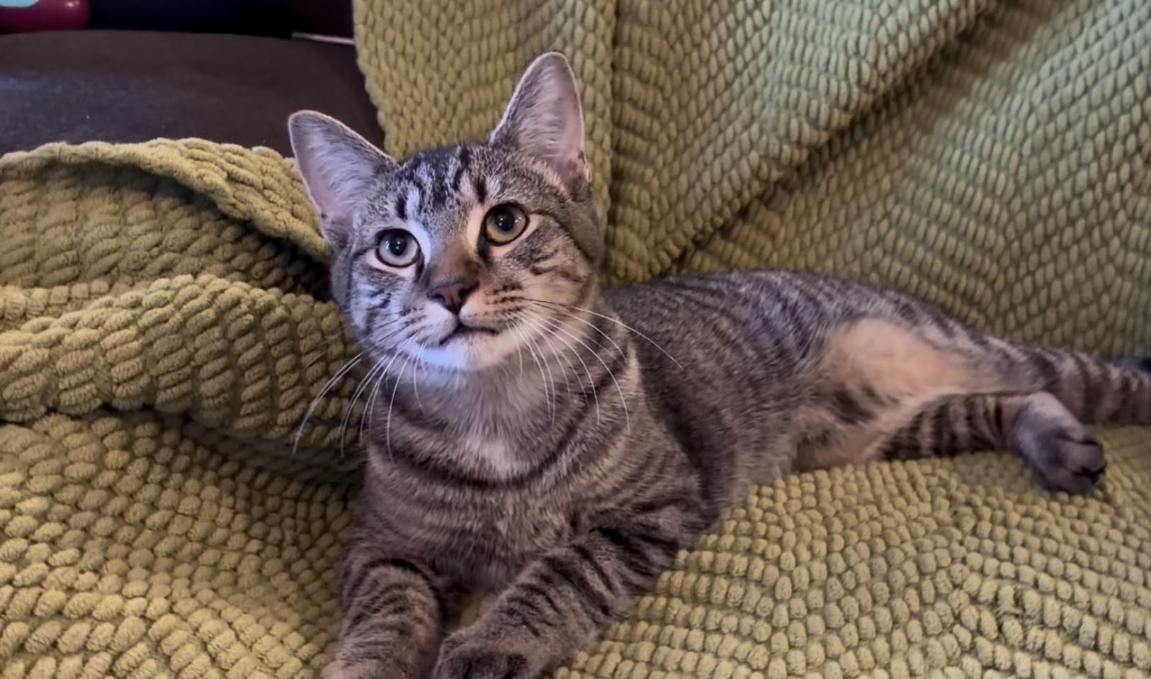 Enlarge Apollo, a ADOPTABLE Domestic Short Hair in Atoka, TN image 5/5