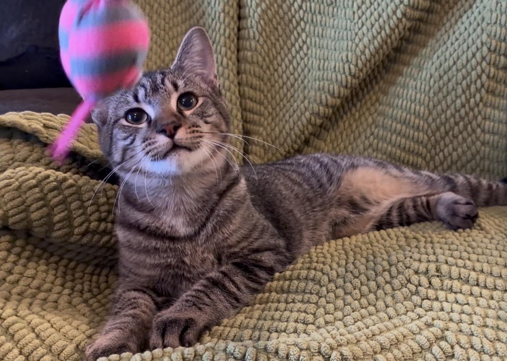 Apollo, ADOPTABLE, Kitten Male Domestic Short Hair.