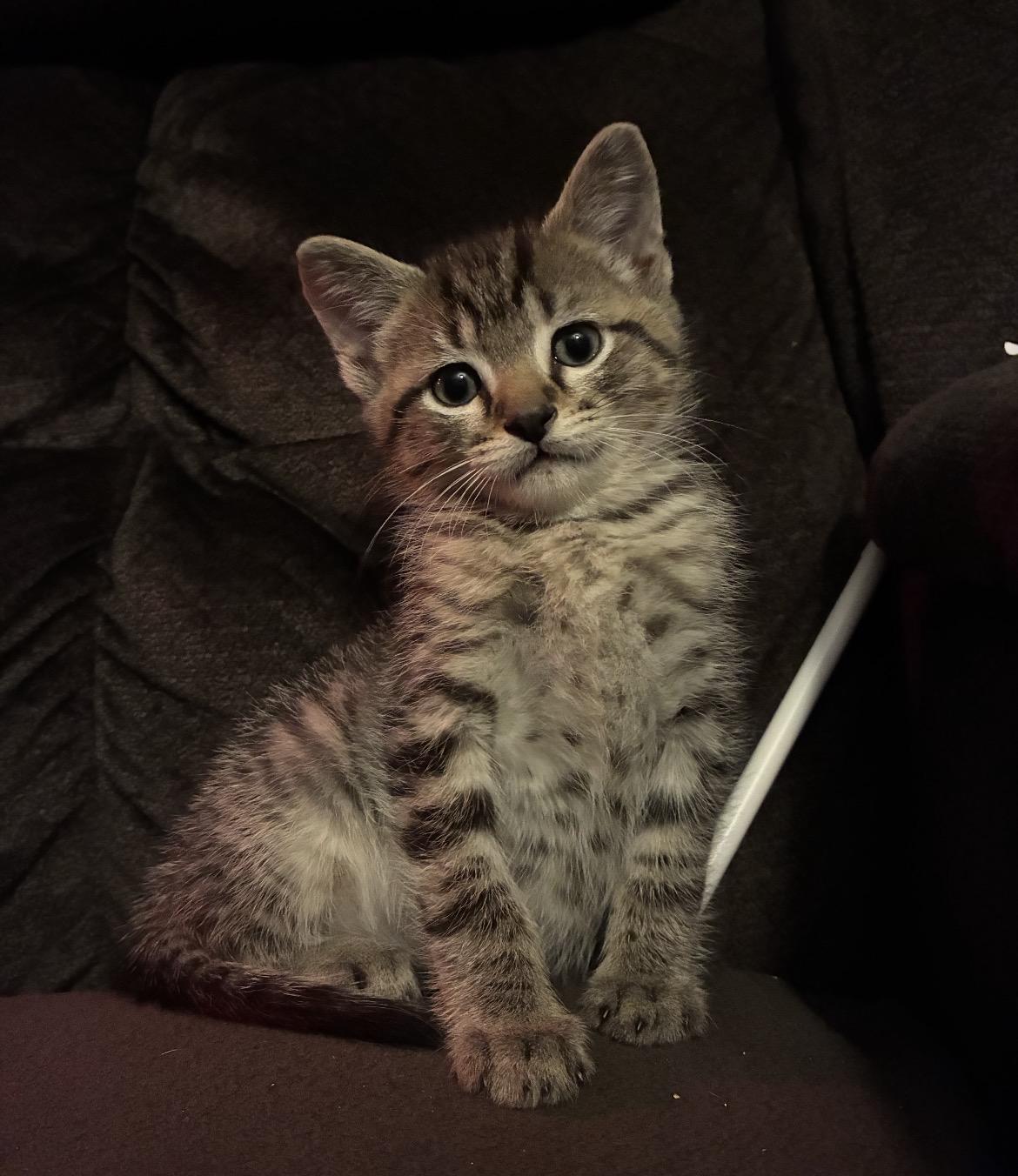 Enlarge Apollo, a ADOPTABLE Domestic Short Hair in Atoka, TN image 3/5