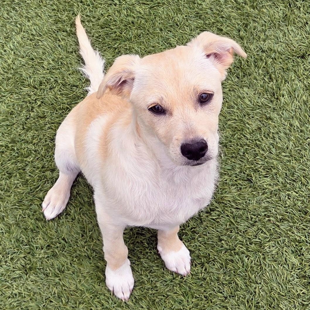 Dooley, ADOPTABLE, Puppy Male Yellow Labrador Retriever & Puggle.