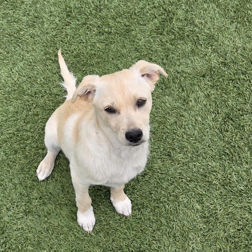 Enlarge Dooley, a ADOPTABLE mixed breed in Gilbert, AZ image 3/4