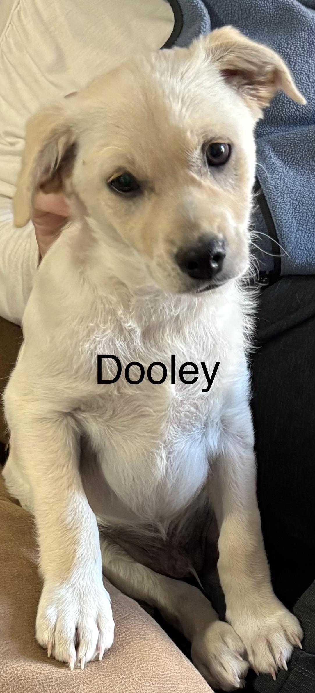 Enlarge Dooley, a ADOPTABLE mixed breed in Gilbert, AZ image 2/4