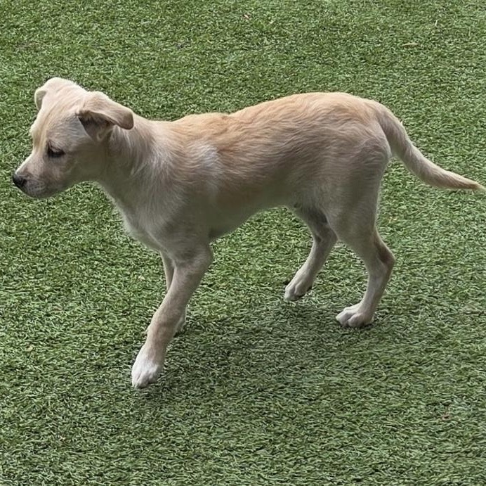 Enlarge Dooley, a ADOPTABLE mixed breed in Gilbert, AZ image 4/4