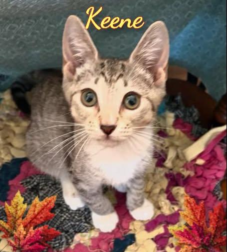 Keene, Adoptable, Kitten Male Domestic Short Hair.