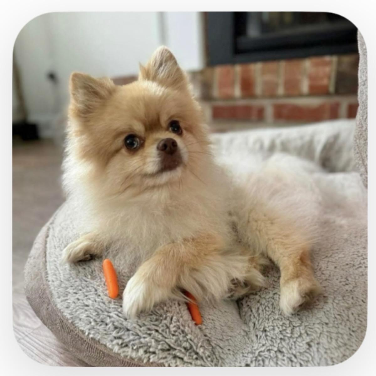 Enlarge Duke, an adopted Pomeranian in Pittstown, NJ image 1/1