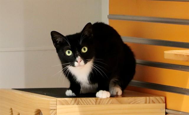 PUMPKIN, Adoptable, Young Female Domestic Short Hair.