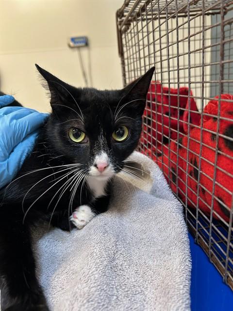 PUMPKIN, Adoptable, Young Female Domestic Short Hair.