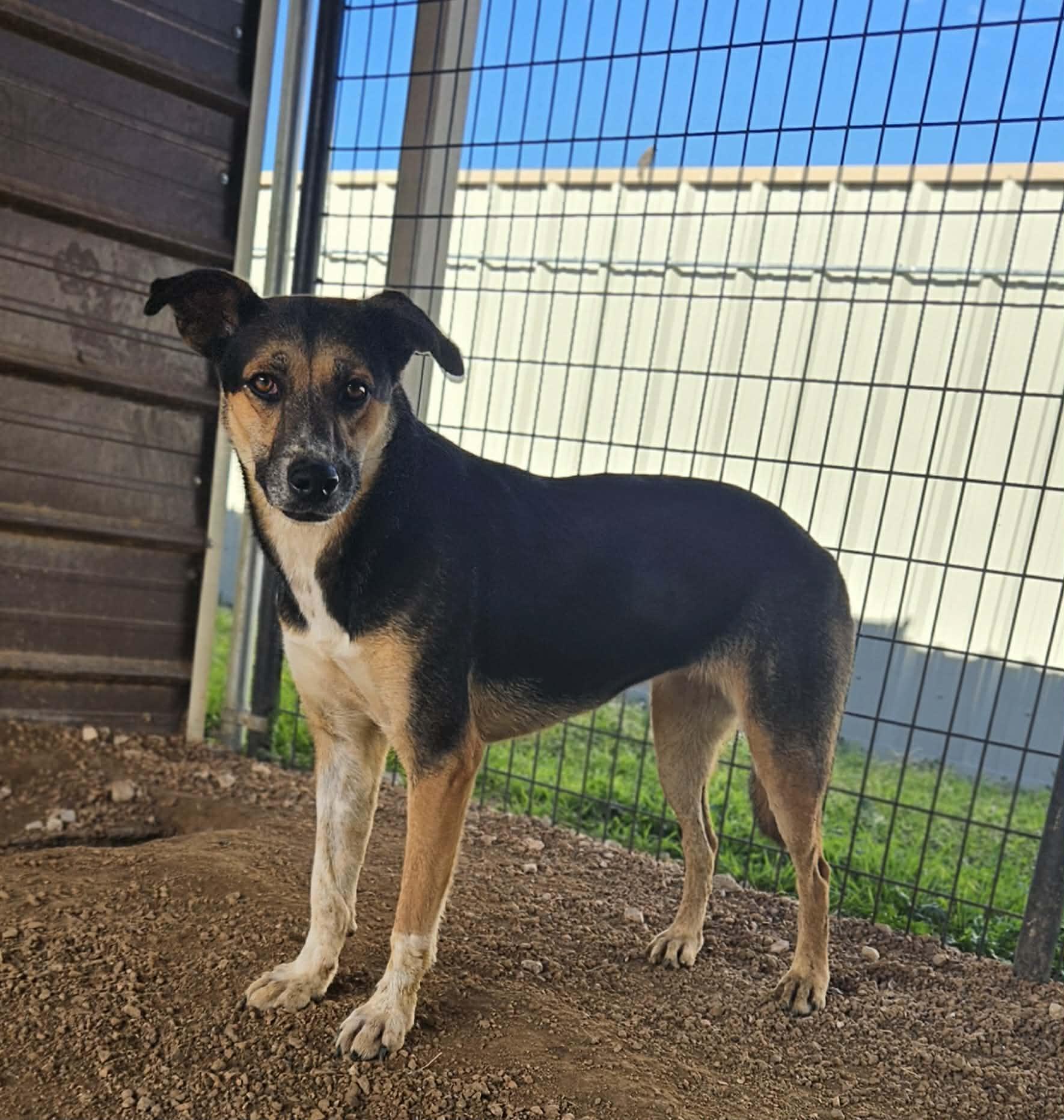 Elaine, Adoptable, Adult Female Australian Cattle Dog / Blue Heeler & German Shepherd Dog.