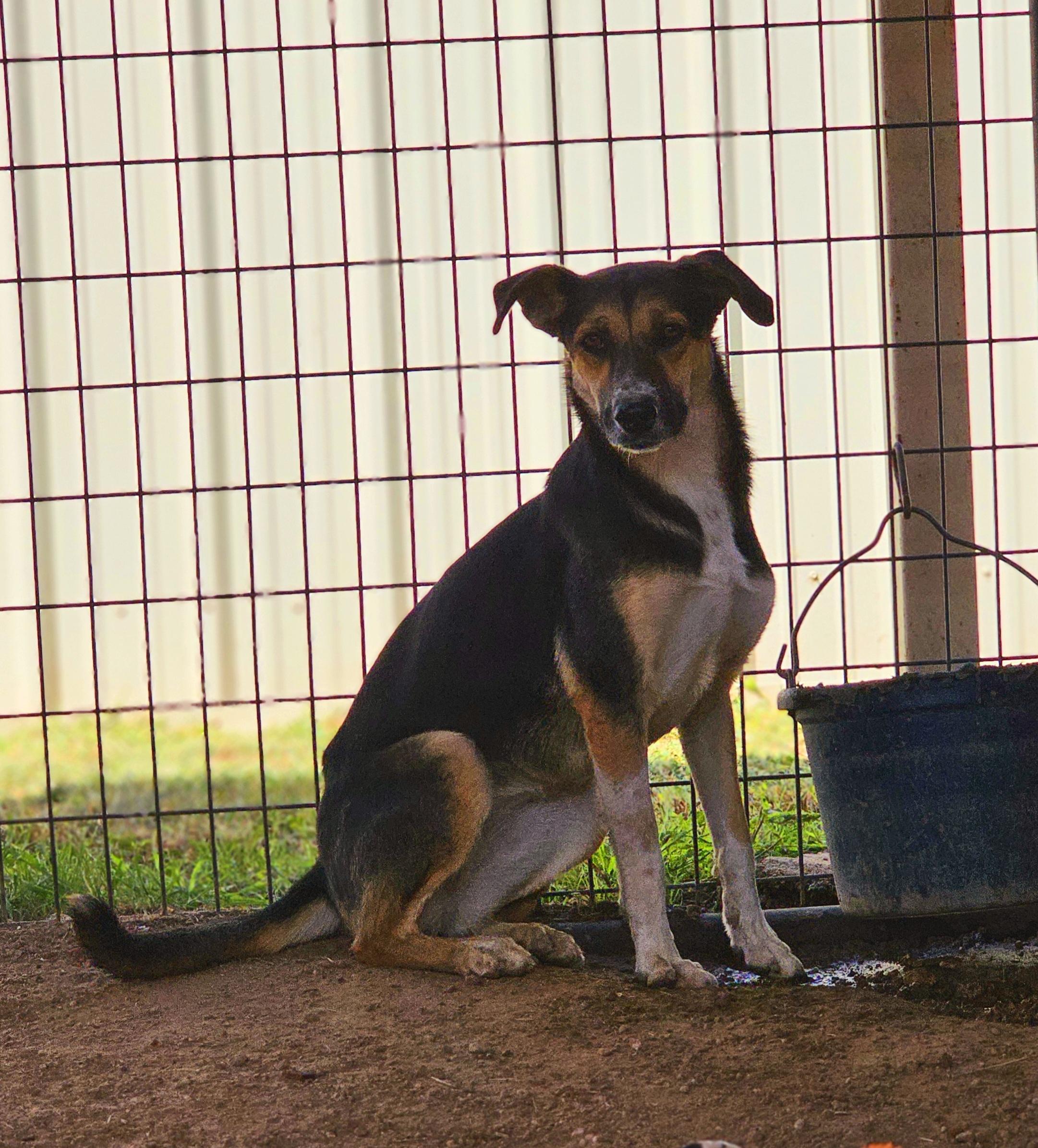 Enlarge Elaine, a Adoptable mixed breed in San Angelo , TX image 2/6