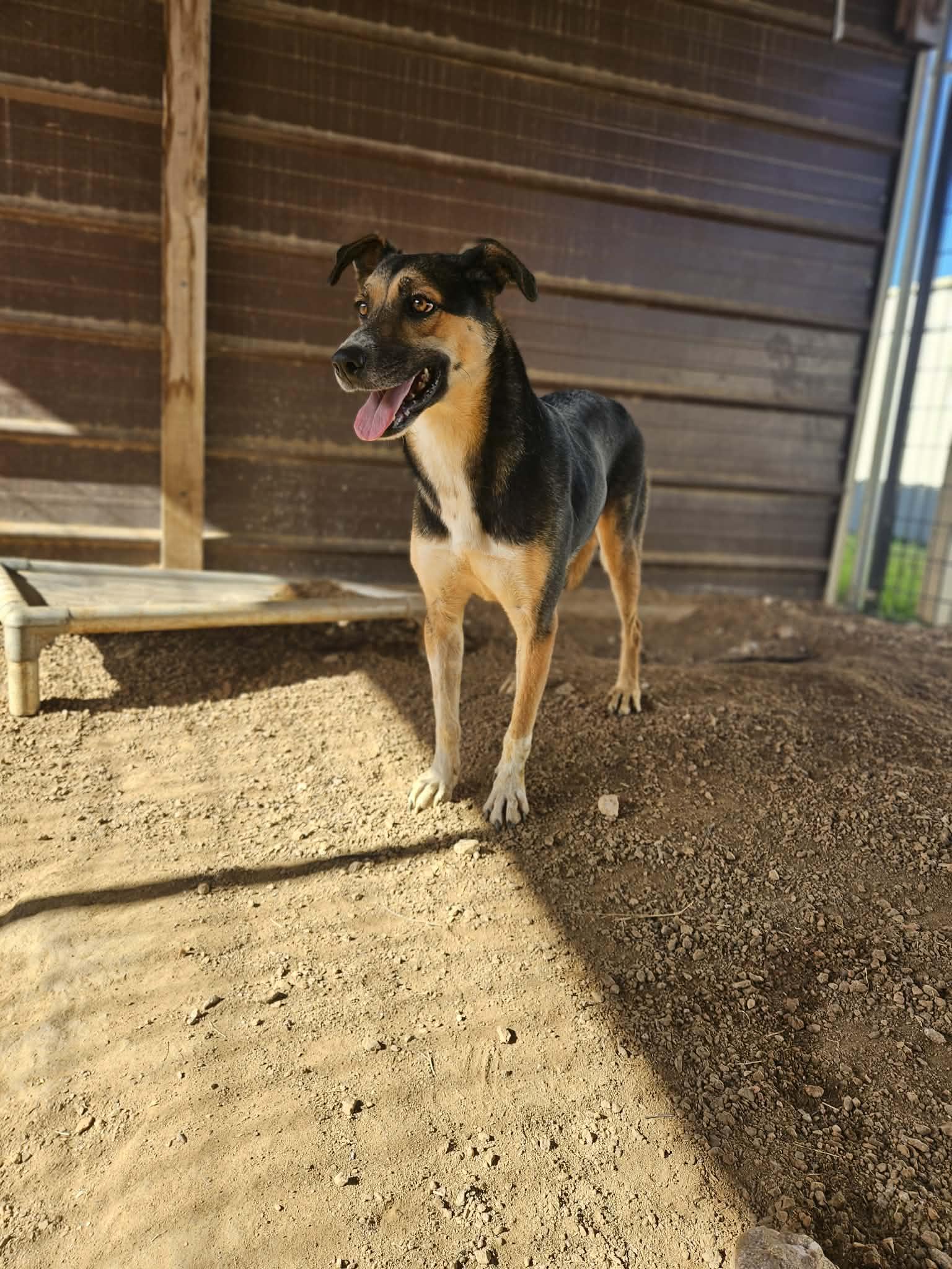 Enlarge Elaine, a Adoptable mixed breed in San Angelo , TX image 3/6