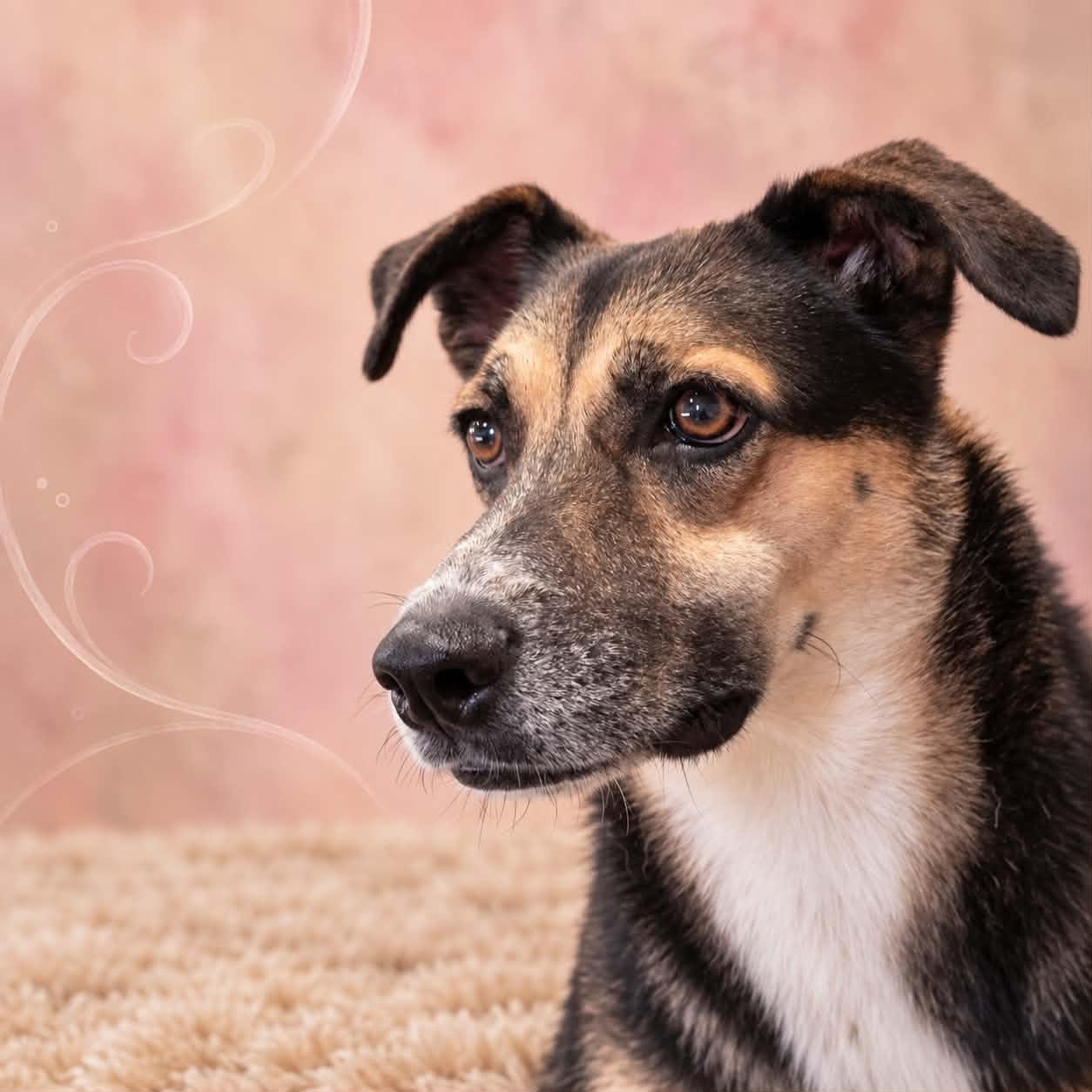 Enlarge Elaine, a Adoptable mixed breed in San Angelo , TX image 2/6