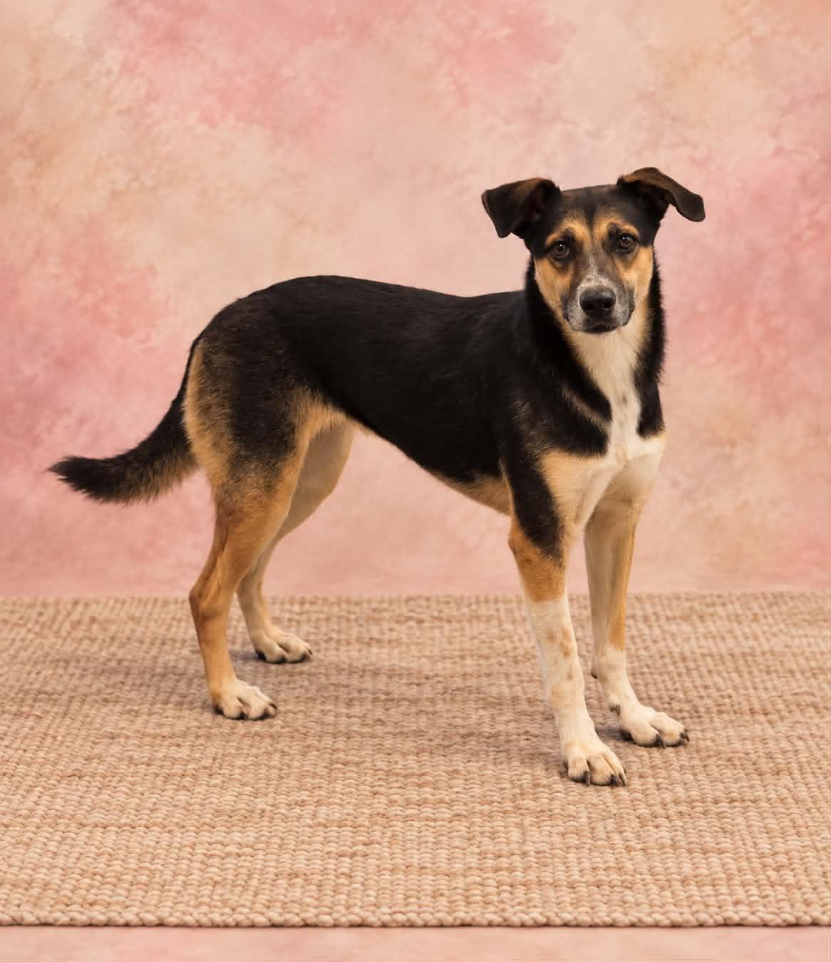 Enlarge Elaine, a Adoptable mixed breed in San Angelo , TX image 3/6