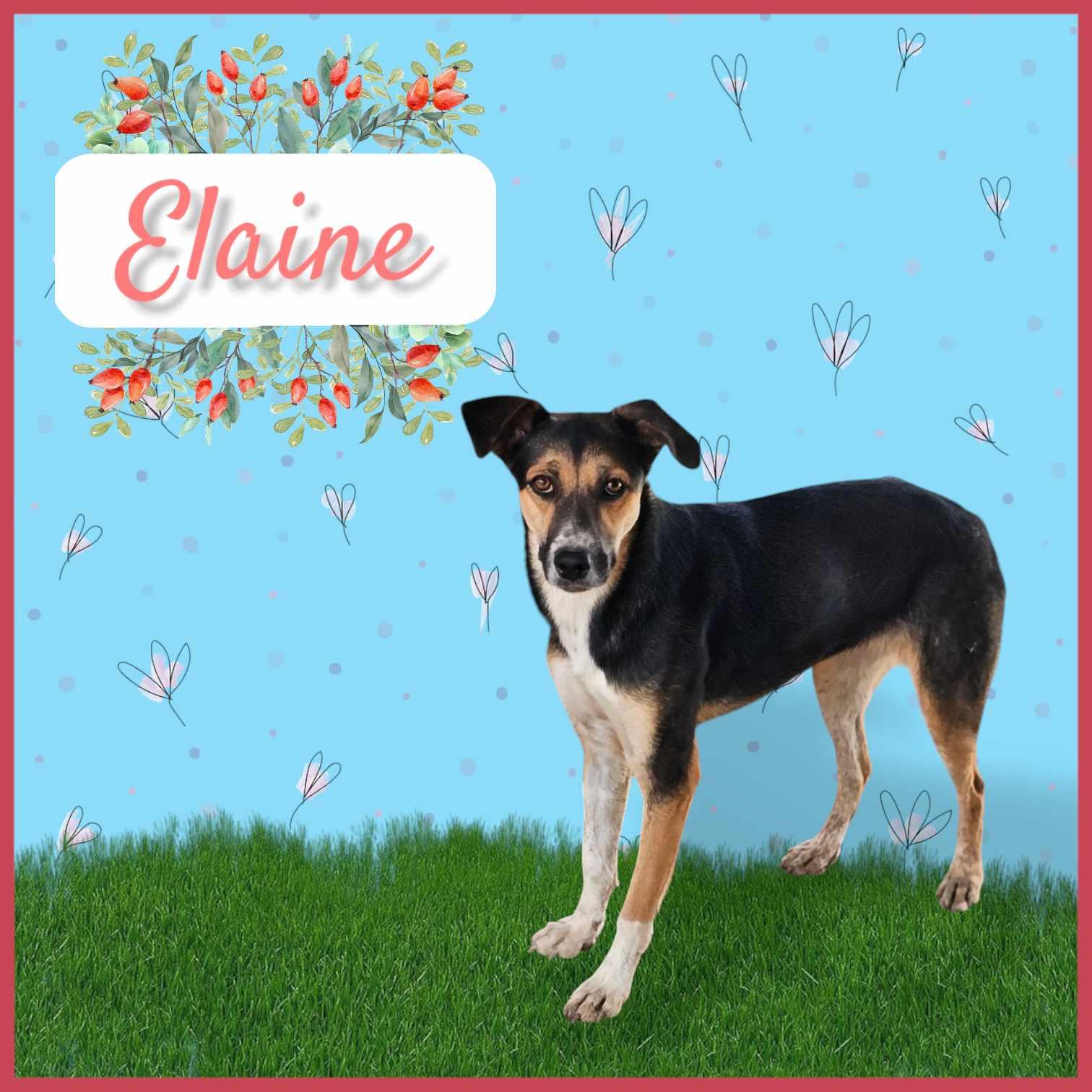 Enlarge Elaine, a Adoptable mixed breed in San Angelo , TX image 4/6
