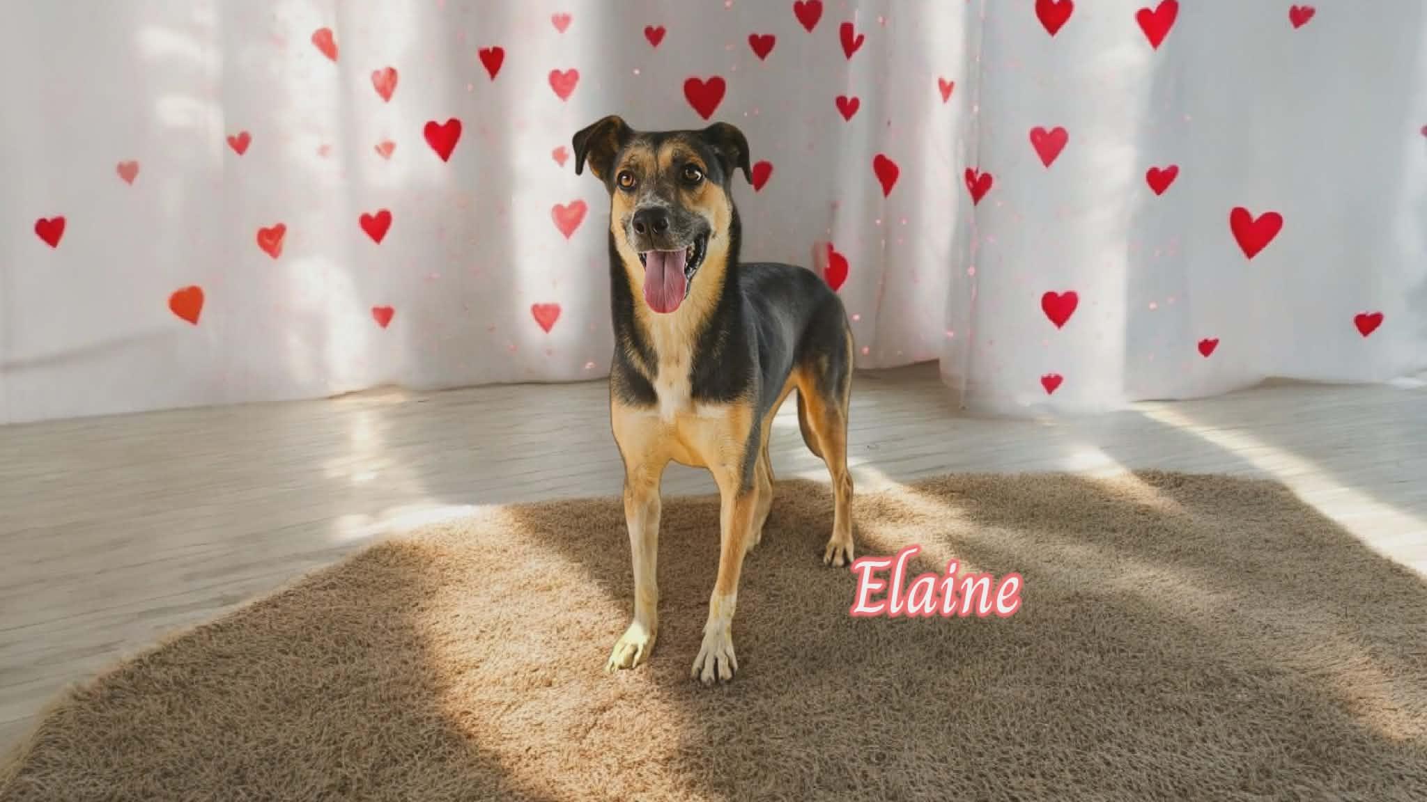 Enlarge Elaine, a Adoptable mixed breed in San Angelo , TX image 5/6