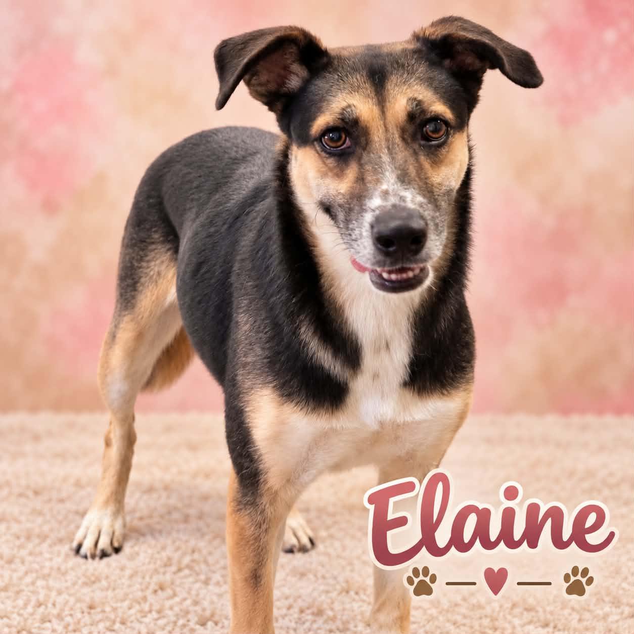 Enlarge Elaine, a Adoptable mixed breed in San Angelo , TX image 6/6