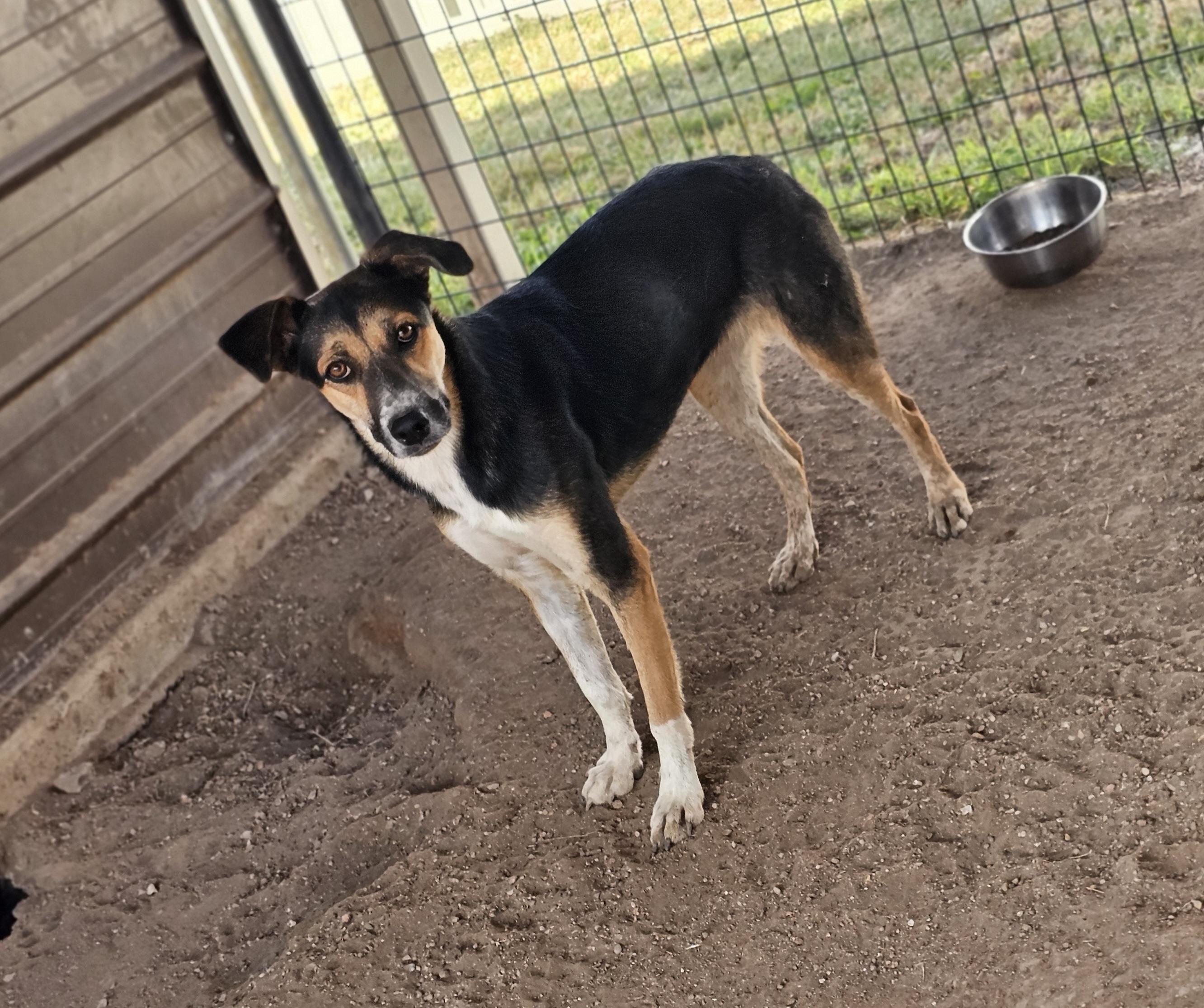 Elaine, Adoptable, Adult Female Australian Cattle Dog / Blue Heeler & German Shepherd Dog.