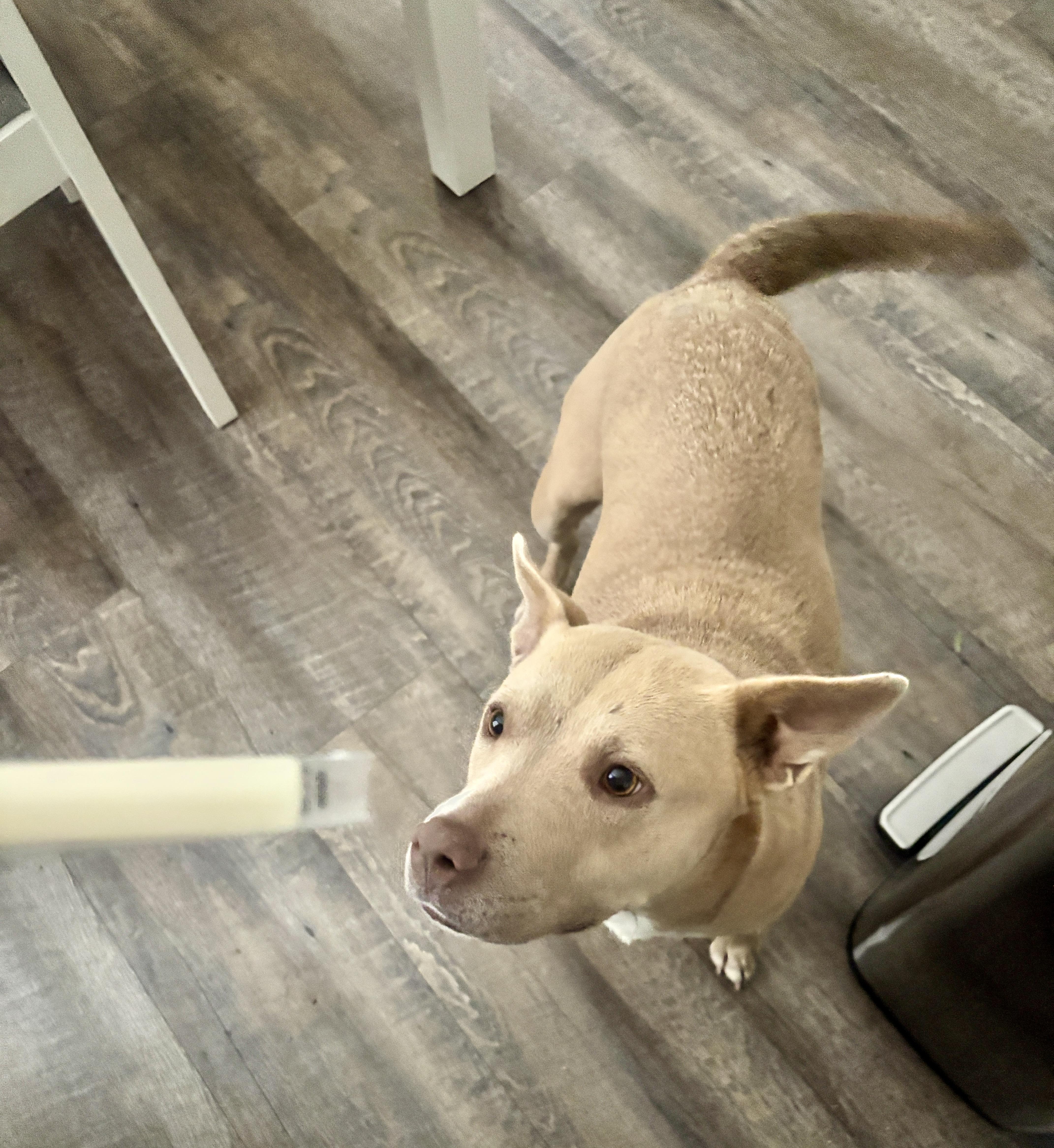 Libby — thumbnail 2