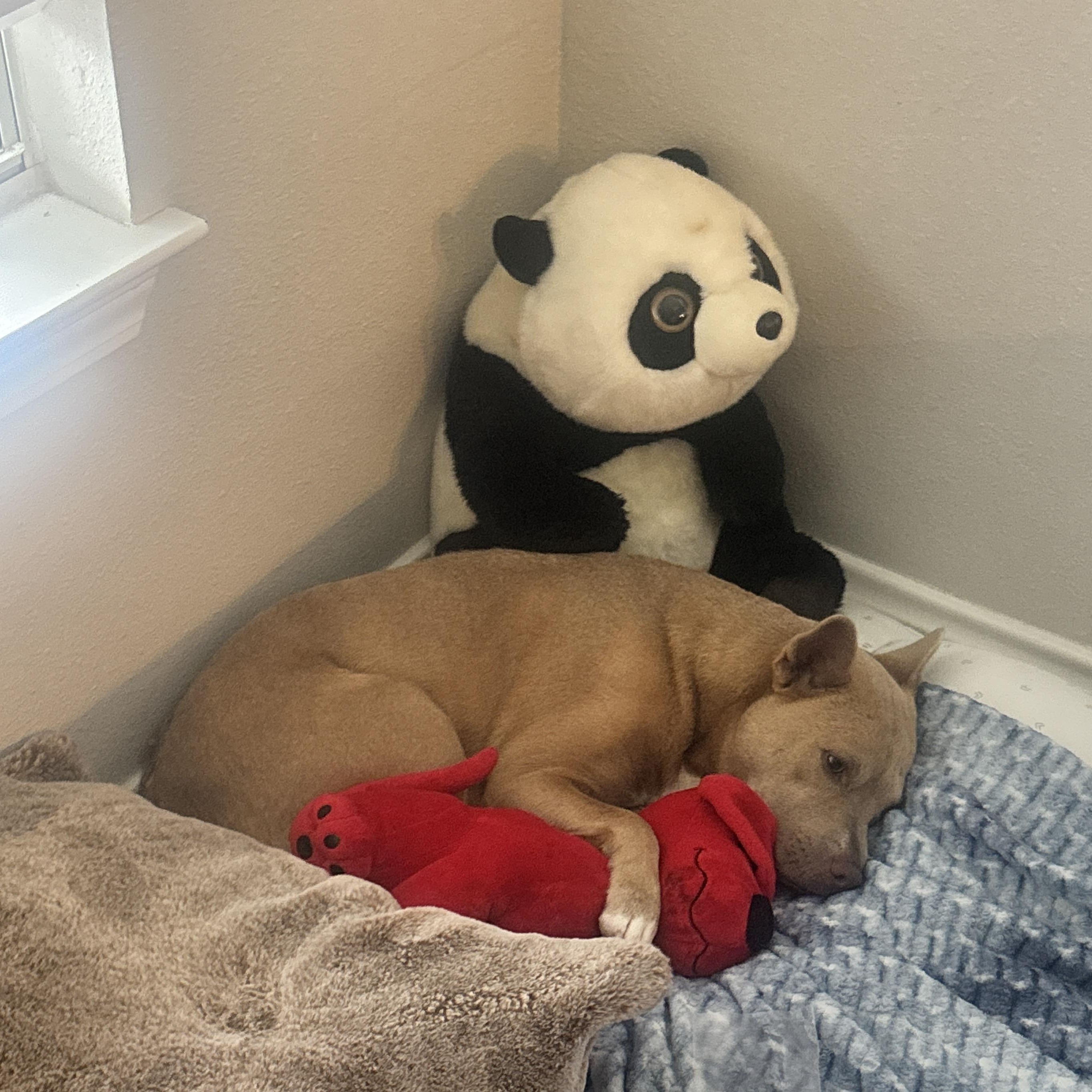 Libby — thumbnail 4