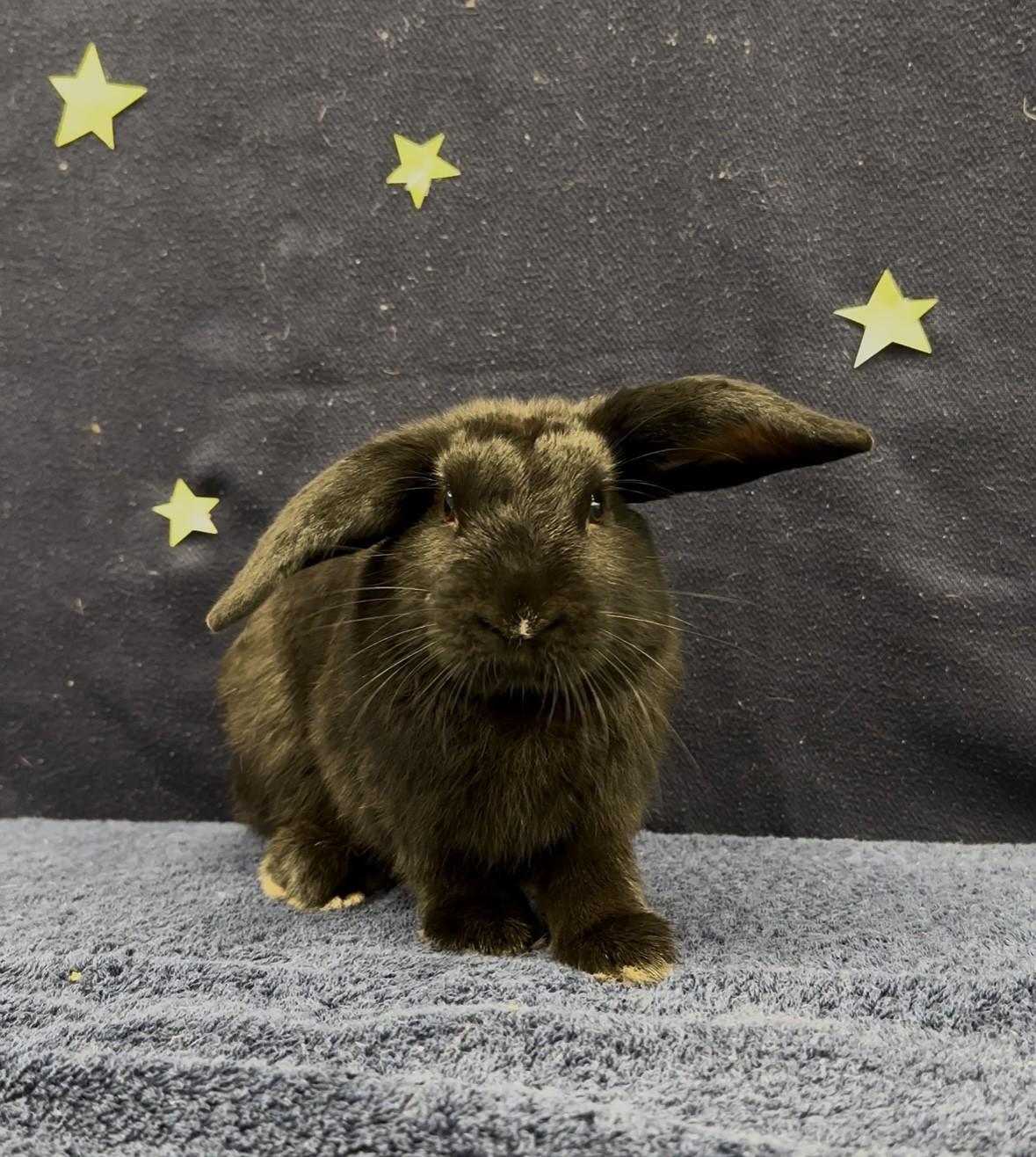 Luke SkyHopper, Adopted, Young Male Lop Eared.