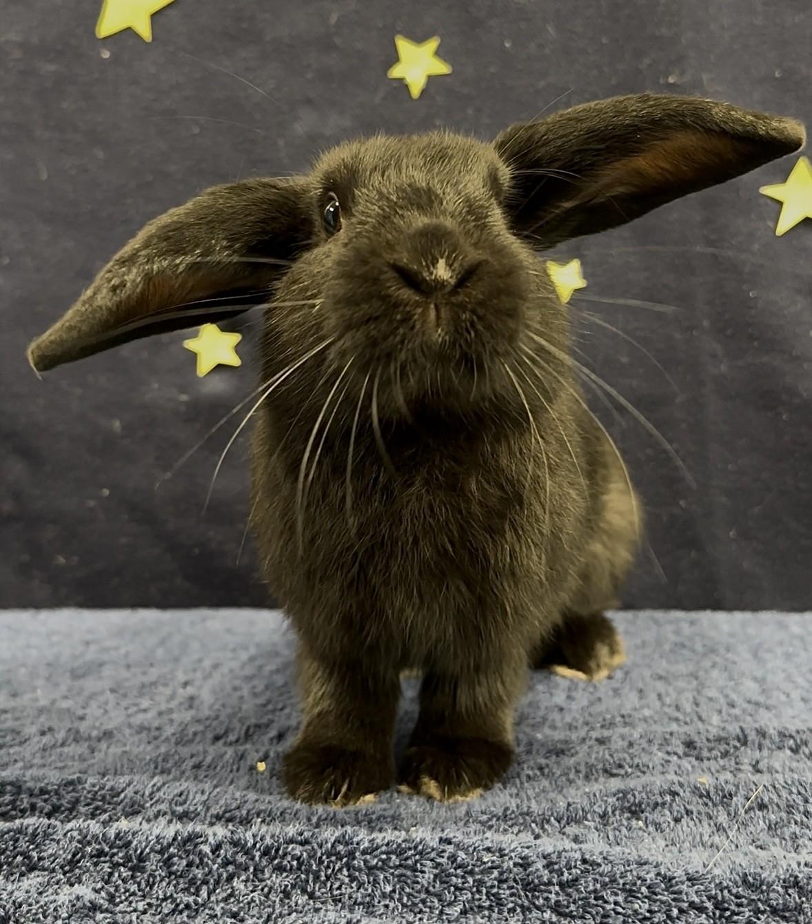 Luke SkyHopper, a Adopted mixed breed in Delta, BC image 2/2