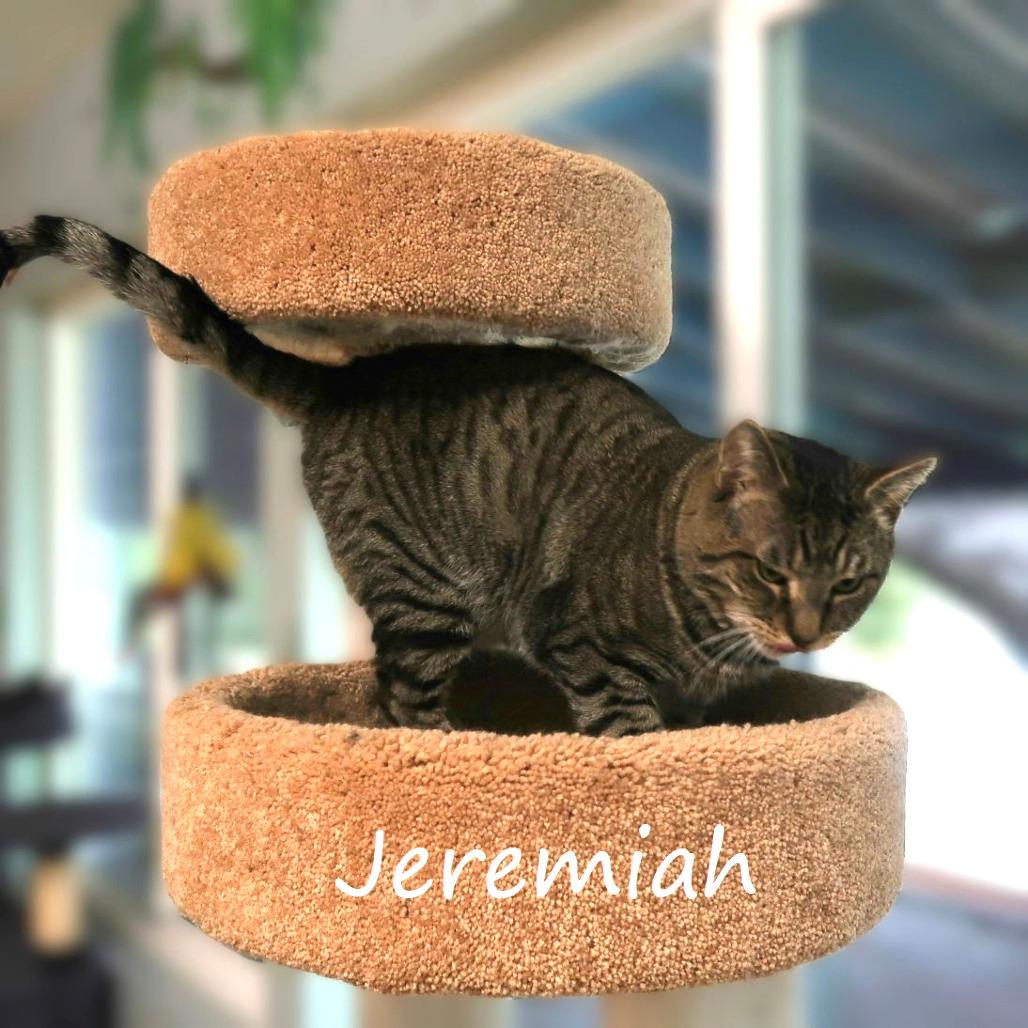 Enlarge Jeremiah, a Adoptable Domestic Short Hair in Yucaipa, CA image 1/6