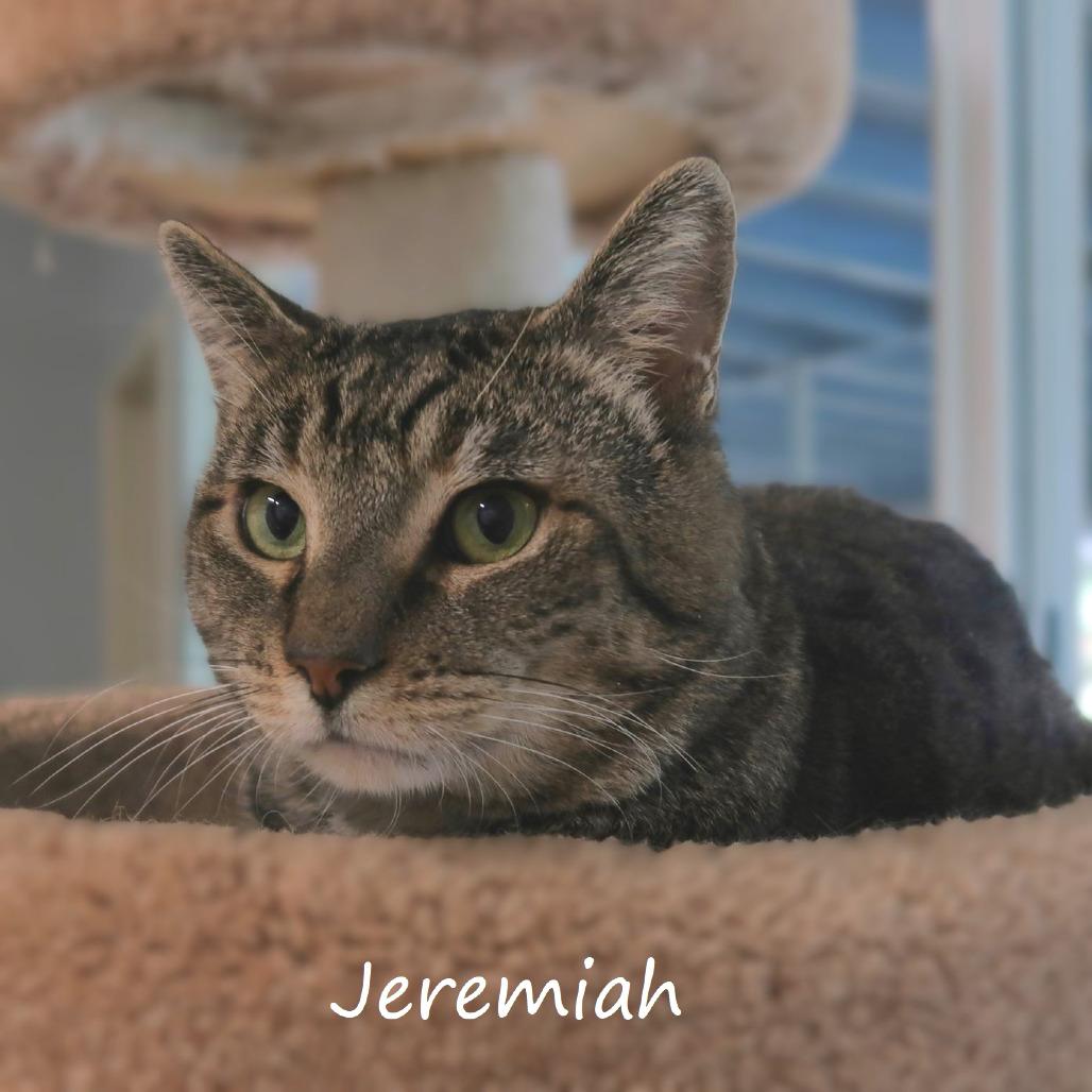 Enlarge Jeremiah, a Adoptable Domestic Short Hair in Yucaipa, CA image 2/6