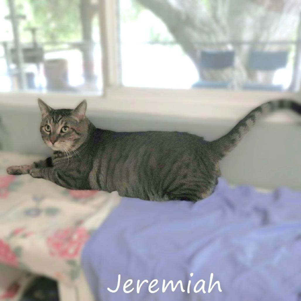 Enlarge Jeremiah, a Adoptable Domestic Short Hair in Yucaipa, CA image 2/6