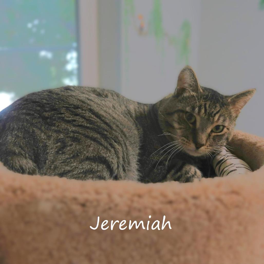 Enlarge Jeremiah, a Adoptable Domestic Short Hair in Yucaipa, CA image 3/6