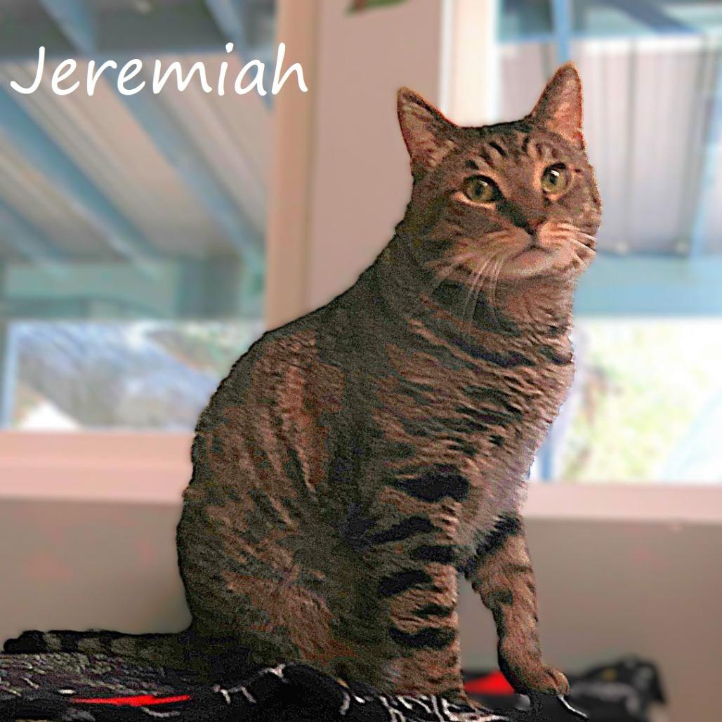 Jeremiah, Adoptable, Senior Male Domestic Short Hair.
