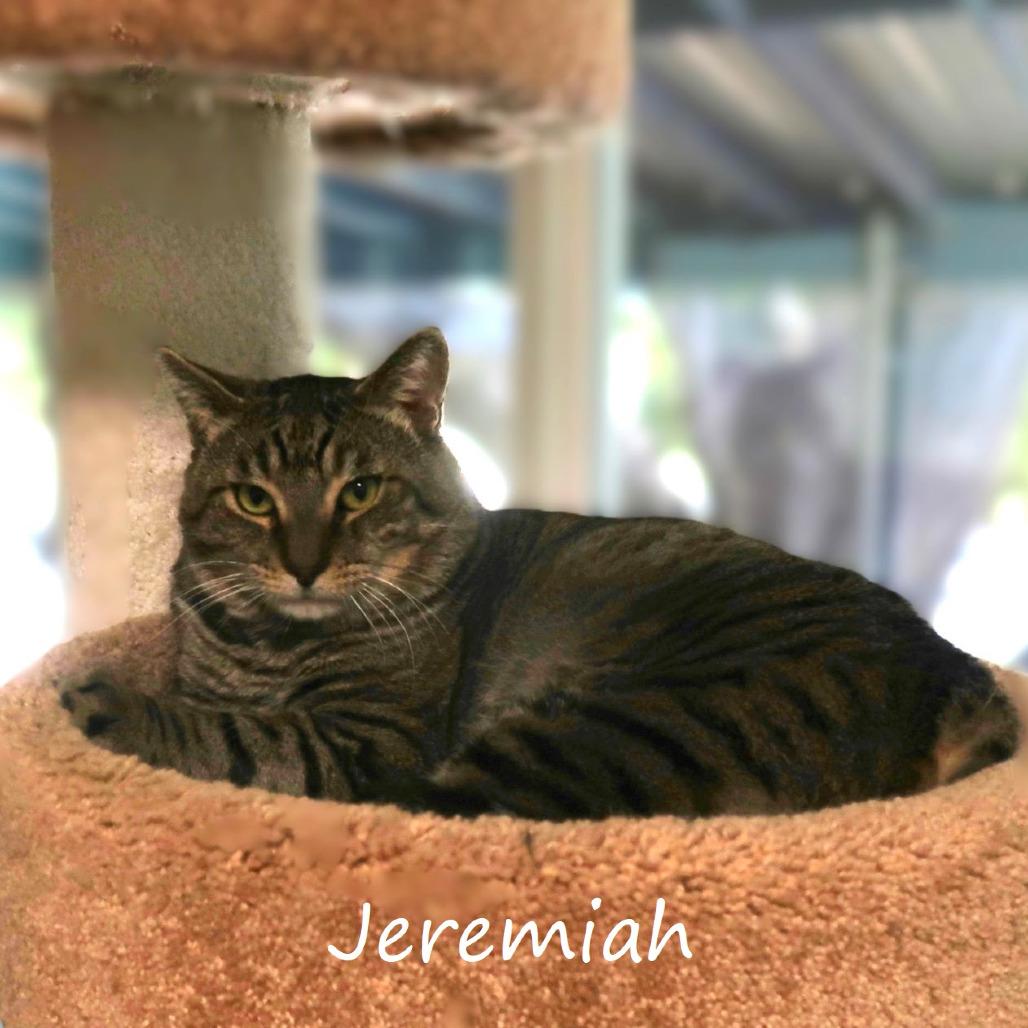 Enlarge Jeremiah, a Adoptable Domestic Short Hair in Yucaipa, CA image 4/6