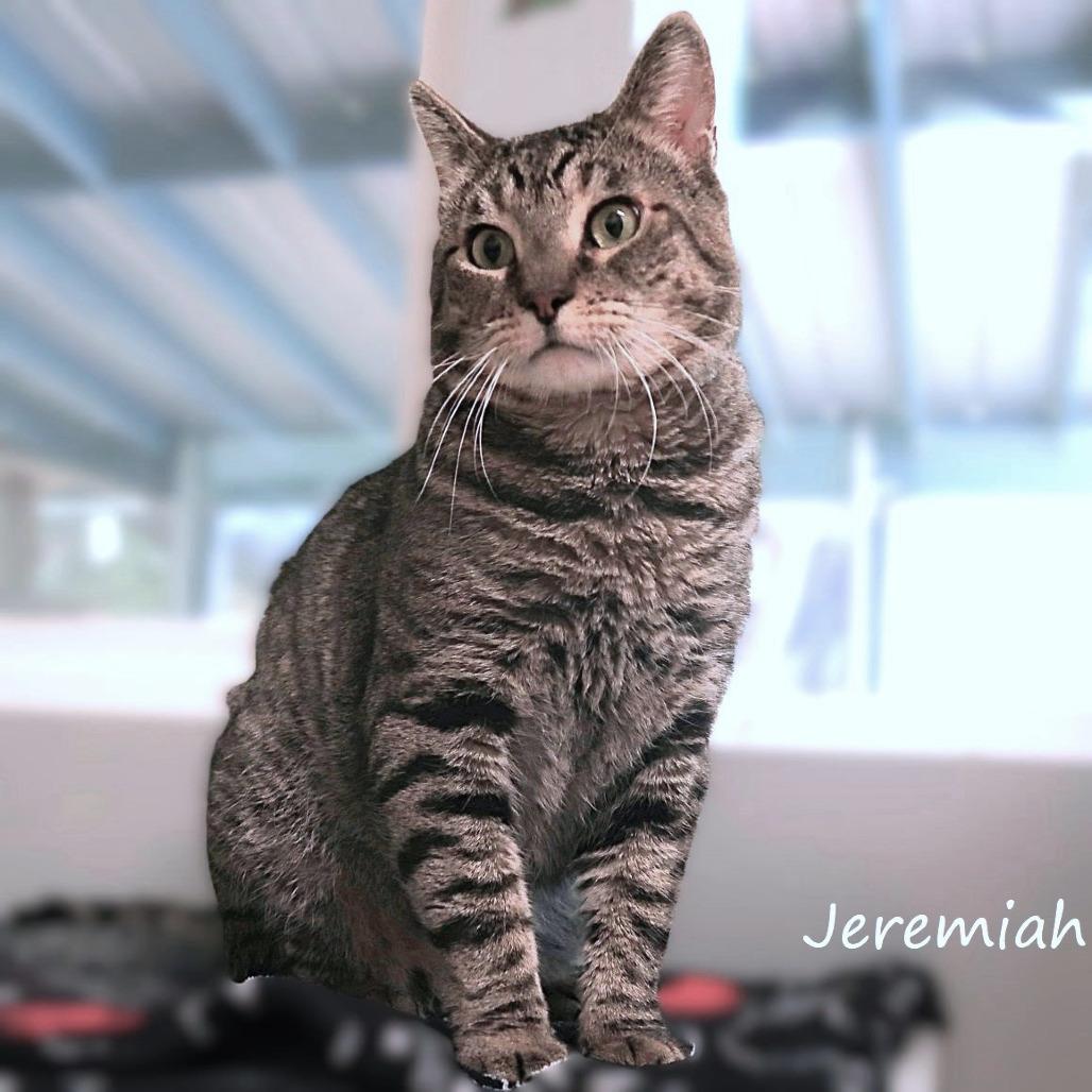 Enlarge Jeremiah, a Adoptable Domestic Short Hair in Yucaipa, CA image 4/6