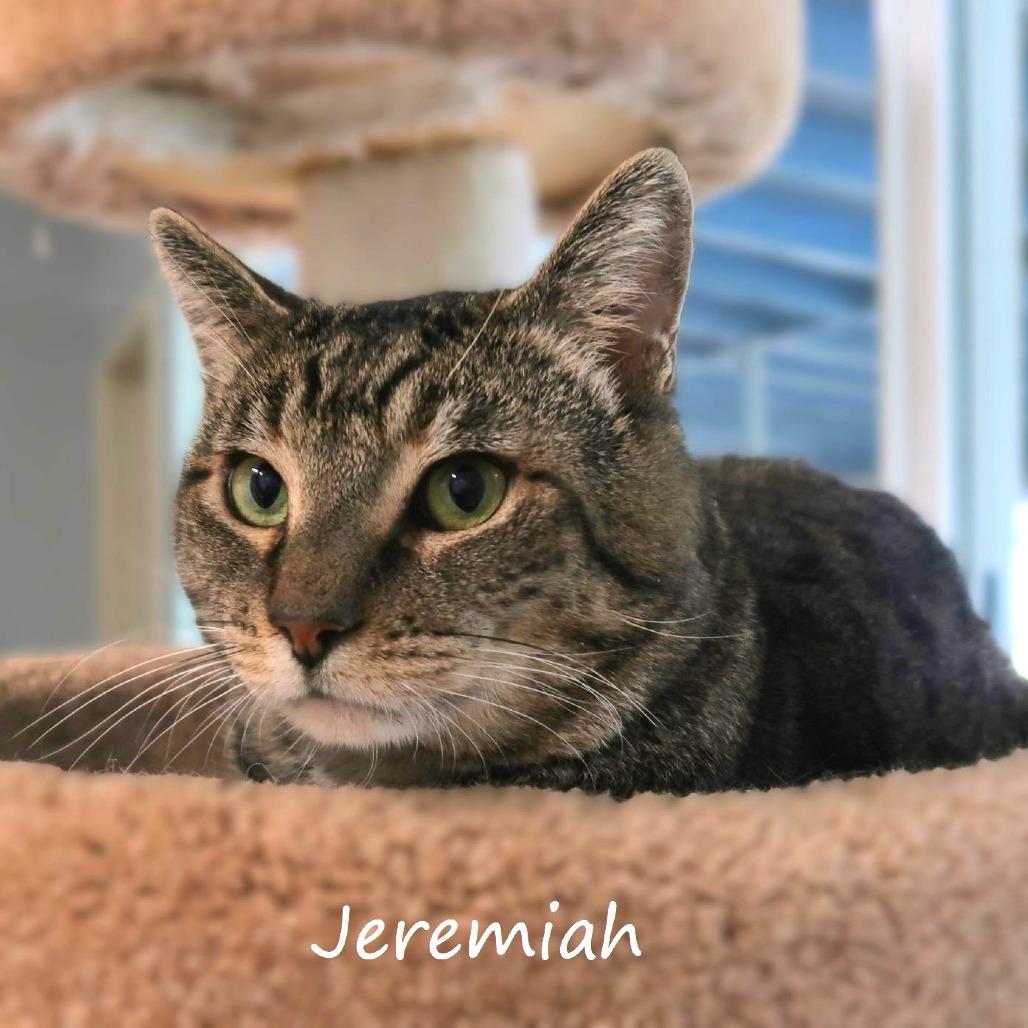 Jeremiah, Adoptable, Senior Male Domestic Short Hair.