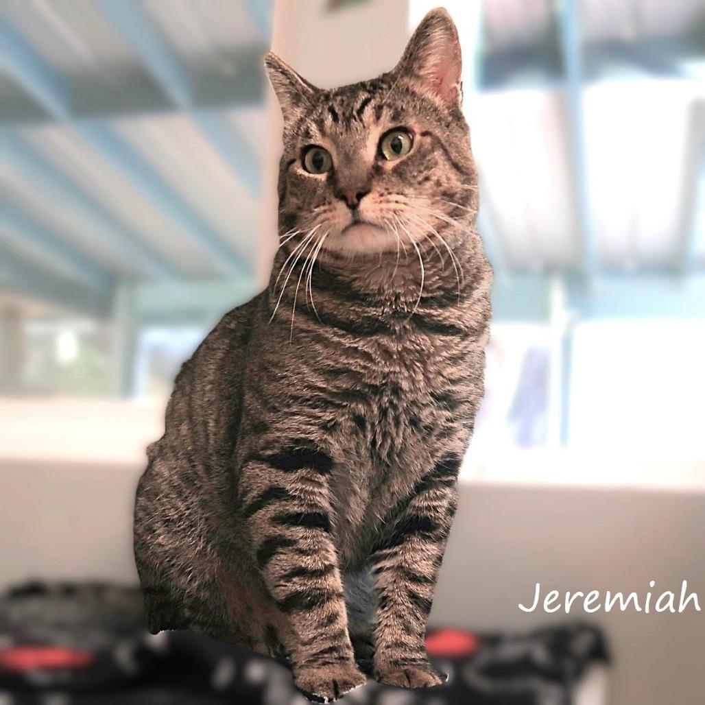 Enlarge Jeremiah, a Adoptable Domestic Short Hair in Yucaipa, CA image 2/6