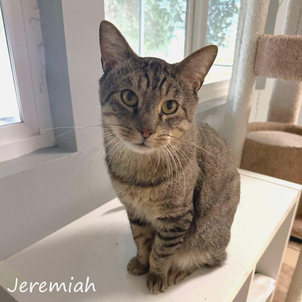 Enlarge Jeremiah, a Adoptable Domestic Short Hair in Yucaipa, CA image 5/6