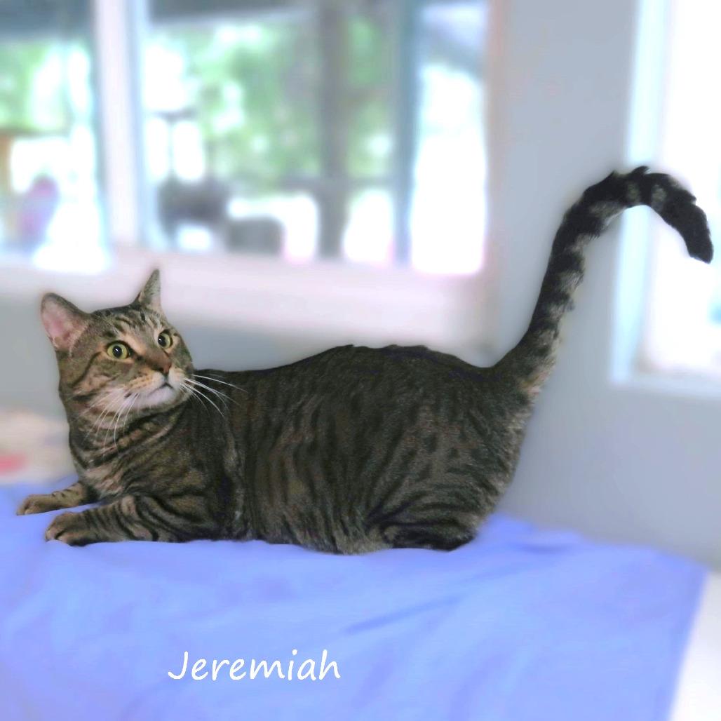 Enlarge Jeremiah, a Adoptable Domestic Short Hair in Yucaipa, CA image 5/6