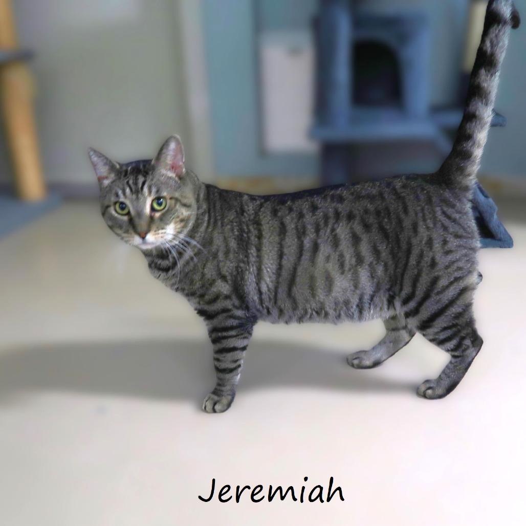Enlarge Jeremiah, a Adoptable Domestic Short Hair in Yucaipa, CA image 4/6