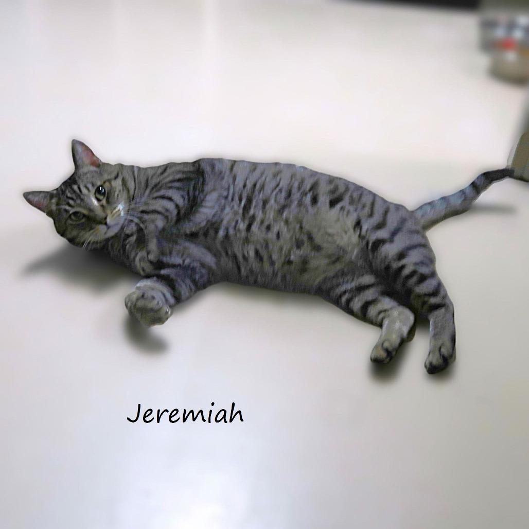 Enlarge Jeremiah, a Adoptable Domestic Short Hair in Yucaipa, CA image 6/6