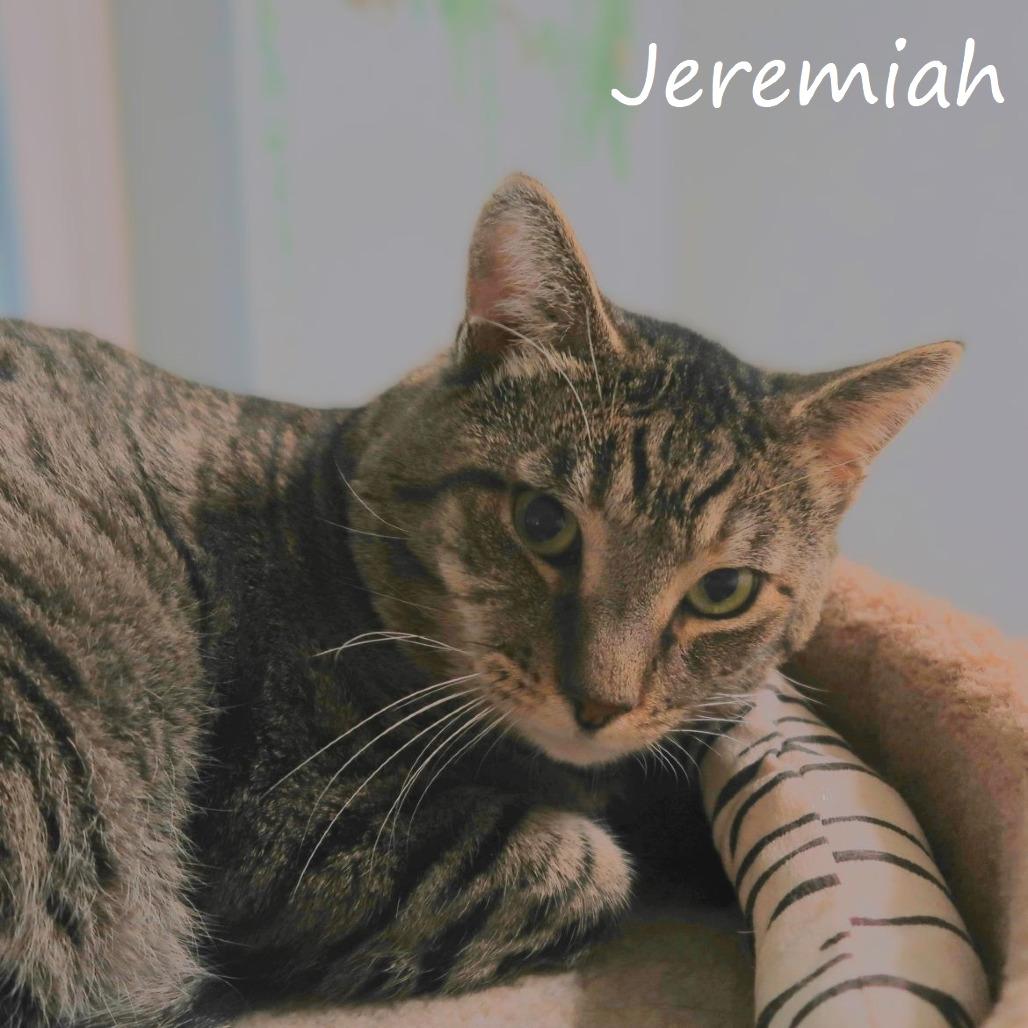 Enlarge Jeremiah, a Adoptable Domestic Short Hair in Yucaipa, CA image 6/6
