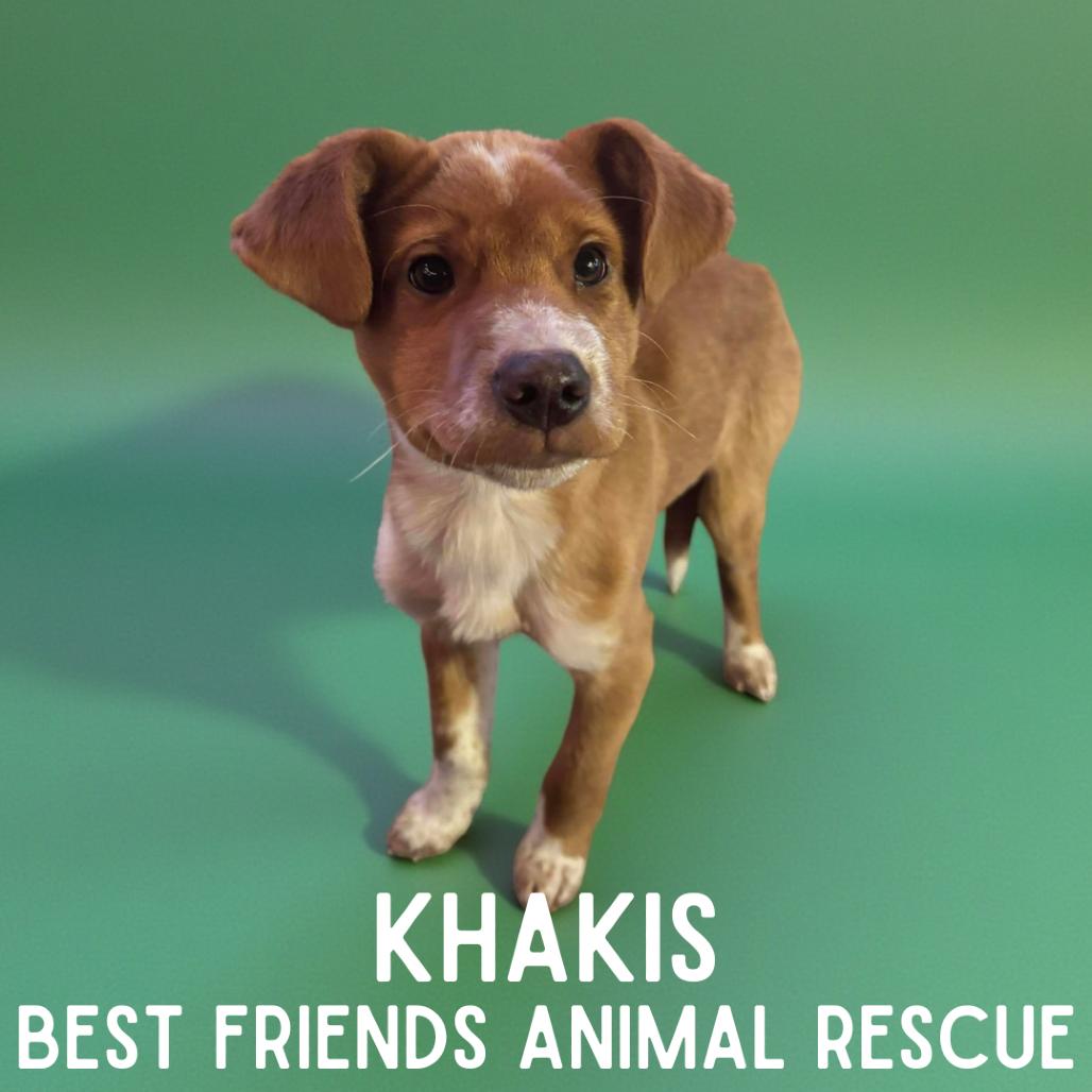 Enlarge Khakis, a Adoptable mixed breed in Wasilla, AK image 1/4