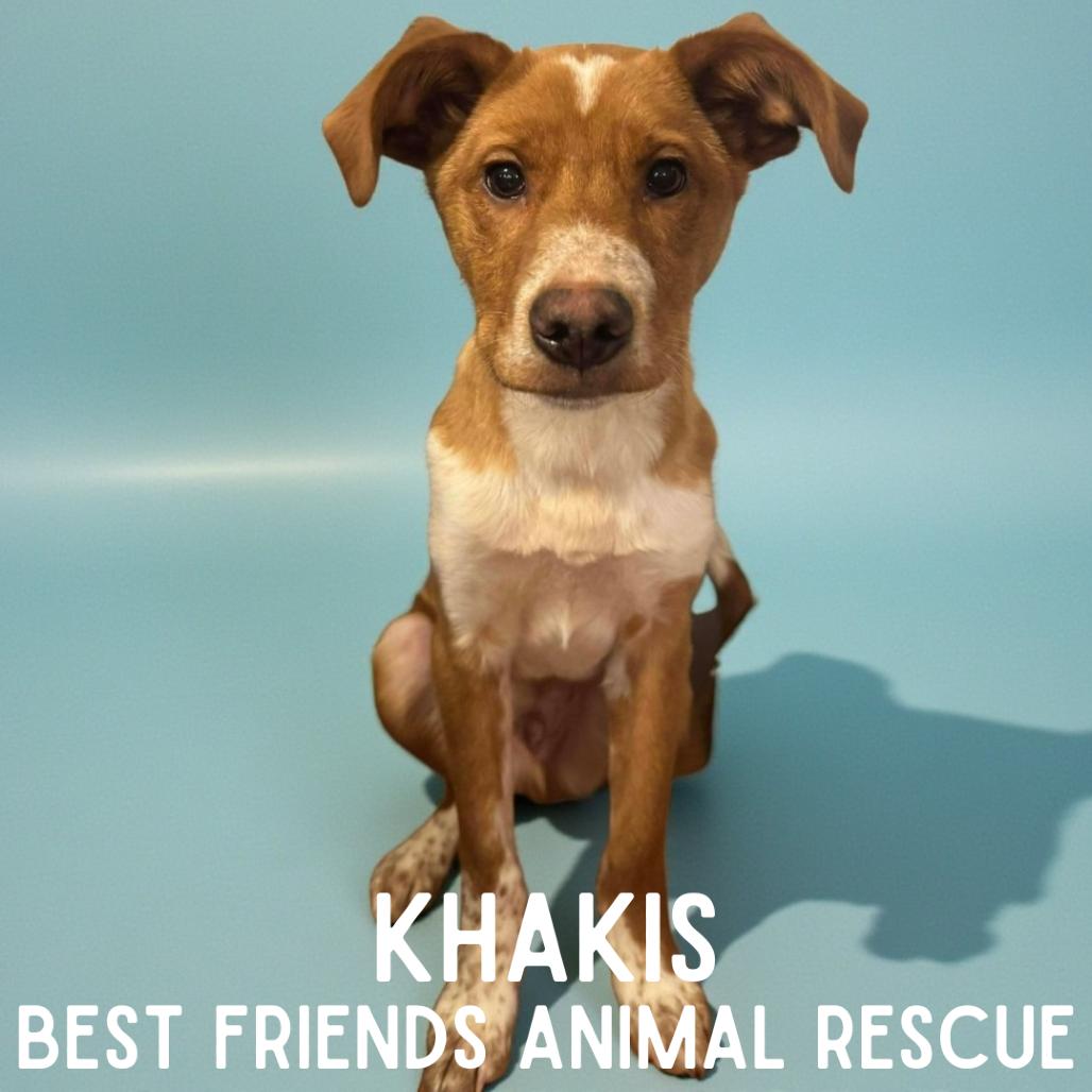 Khakis, a Adoptable mixed breed in Wasilla, AK image 2/5