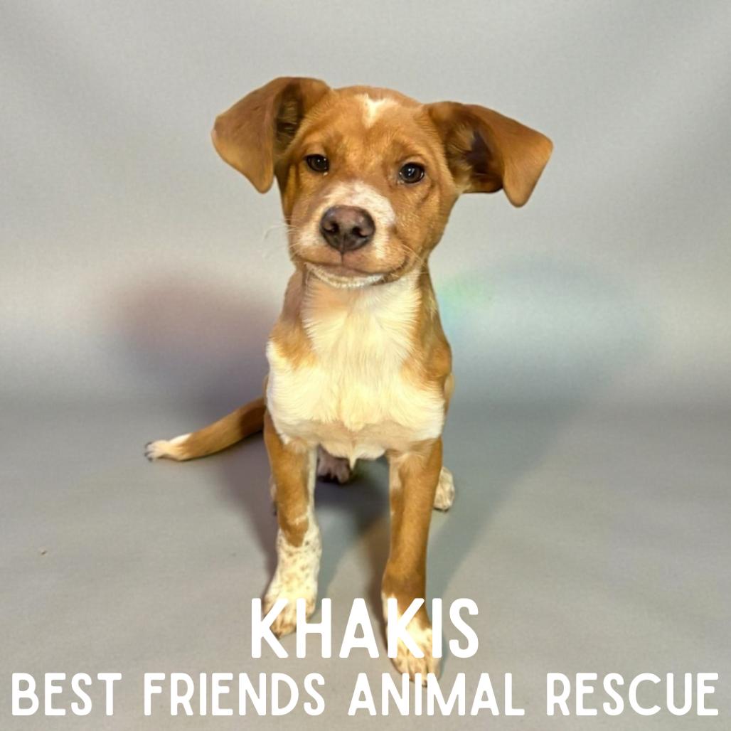 Enlarge Khakis, a Adoptable mixed breed in Wasilla, AK image 2/4