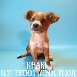 Enlarge Khakis, a Adoptable mixed breed in Wasilla, AK image 4/4