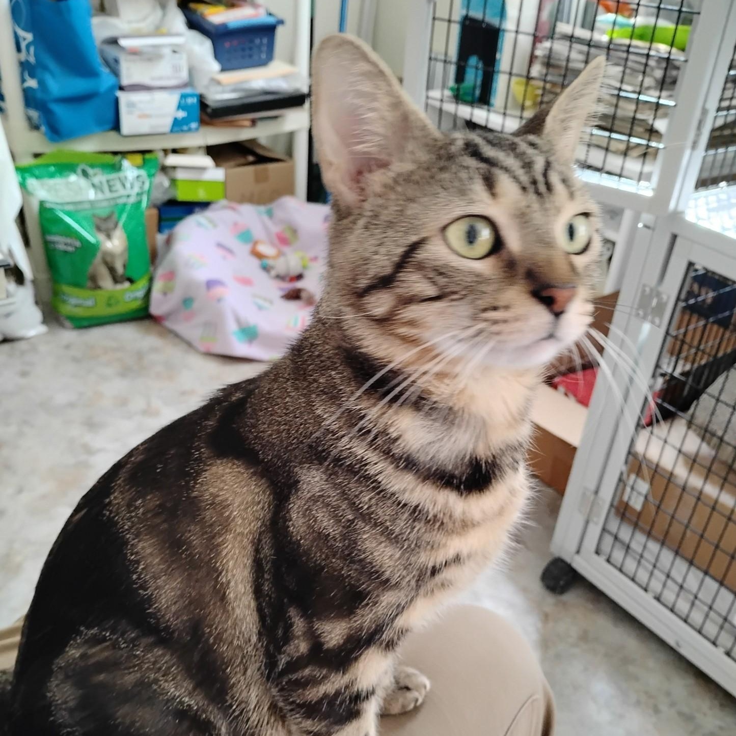 Enlarge Mac, a ADOPTABLE Domestic Short Hair in Dillsburg, PA image 2/6